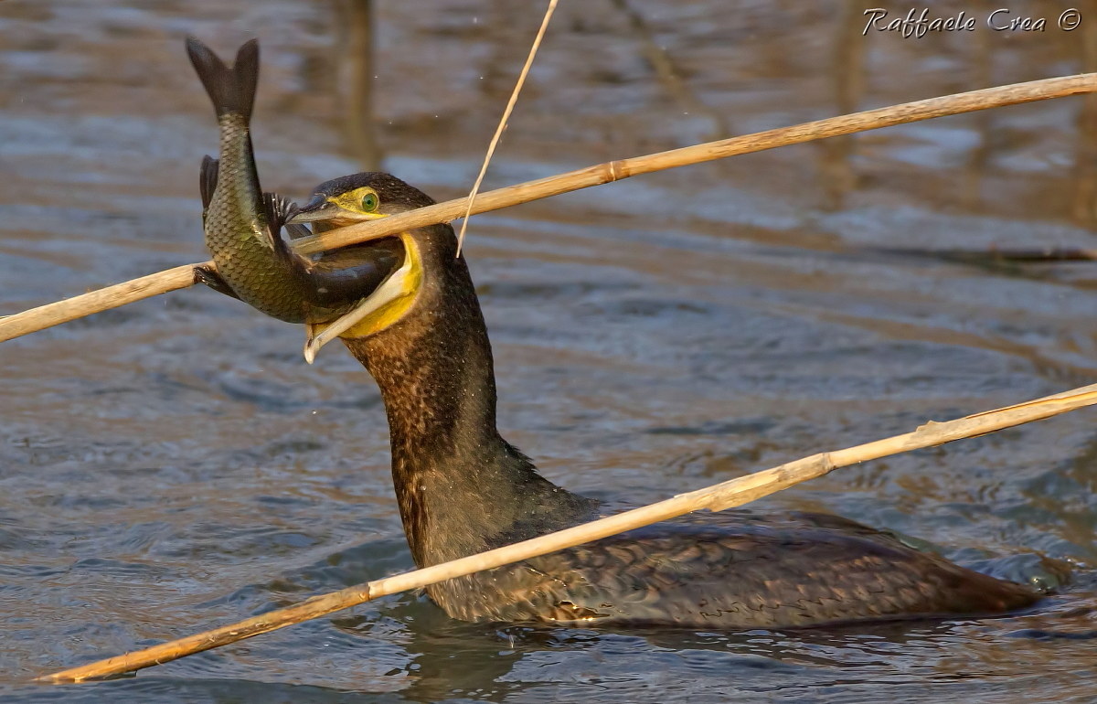 Cormorano: Una canna di troppo