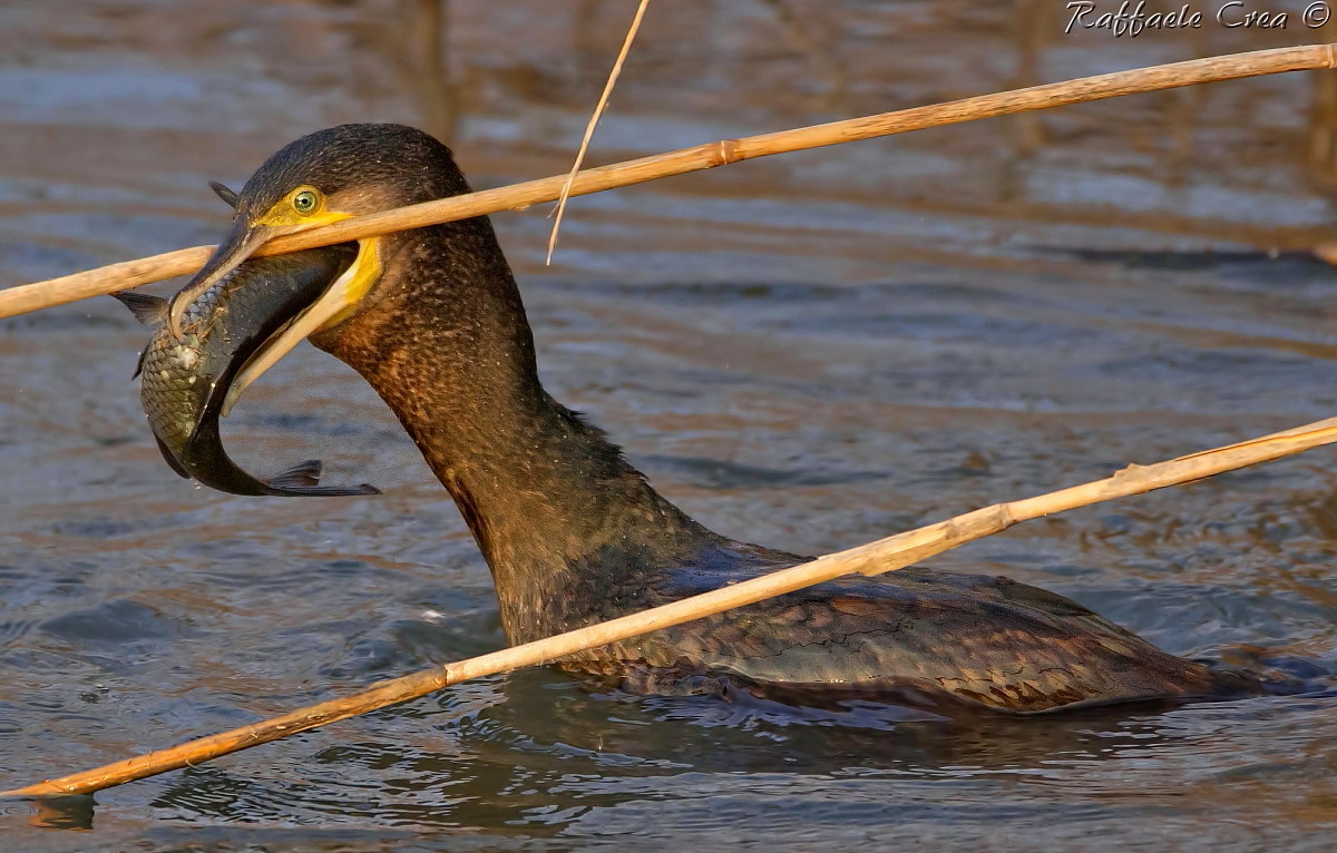 Cormorano: Una canna di troppo