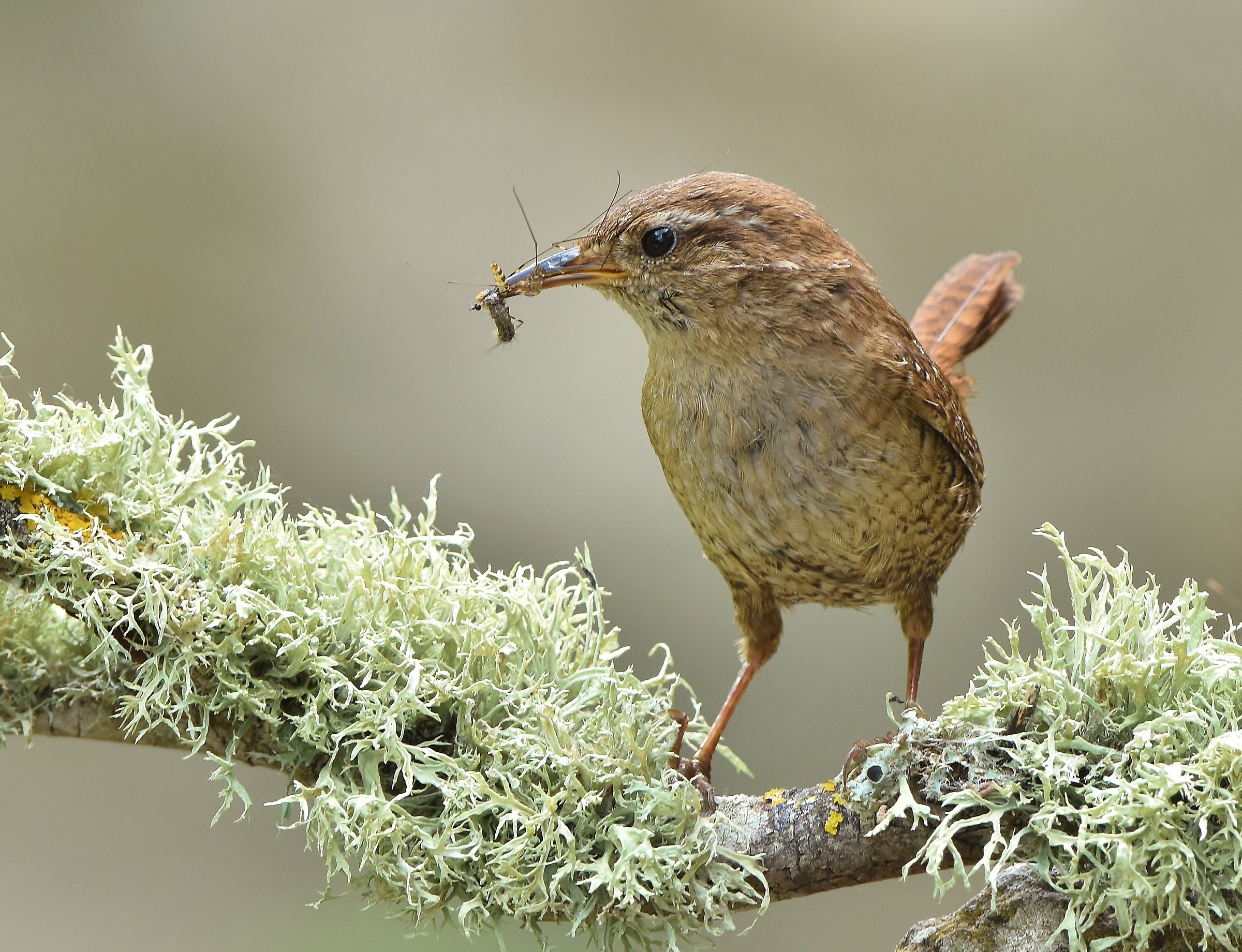The wren hunter