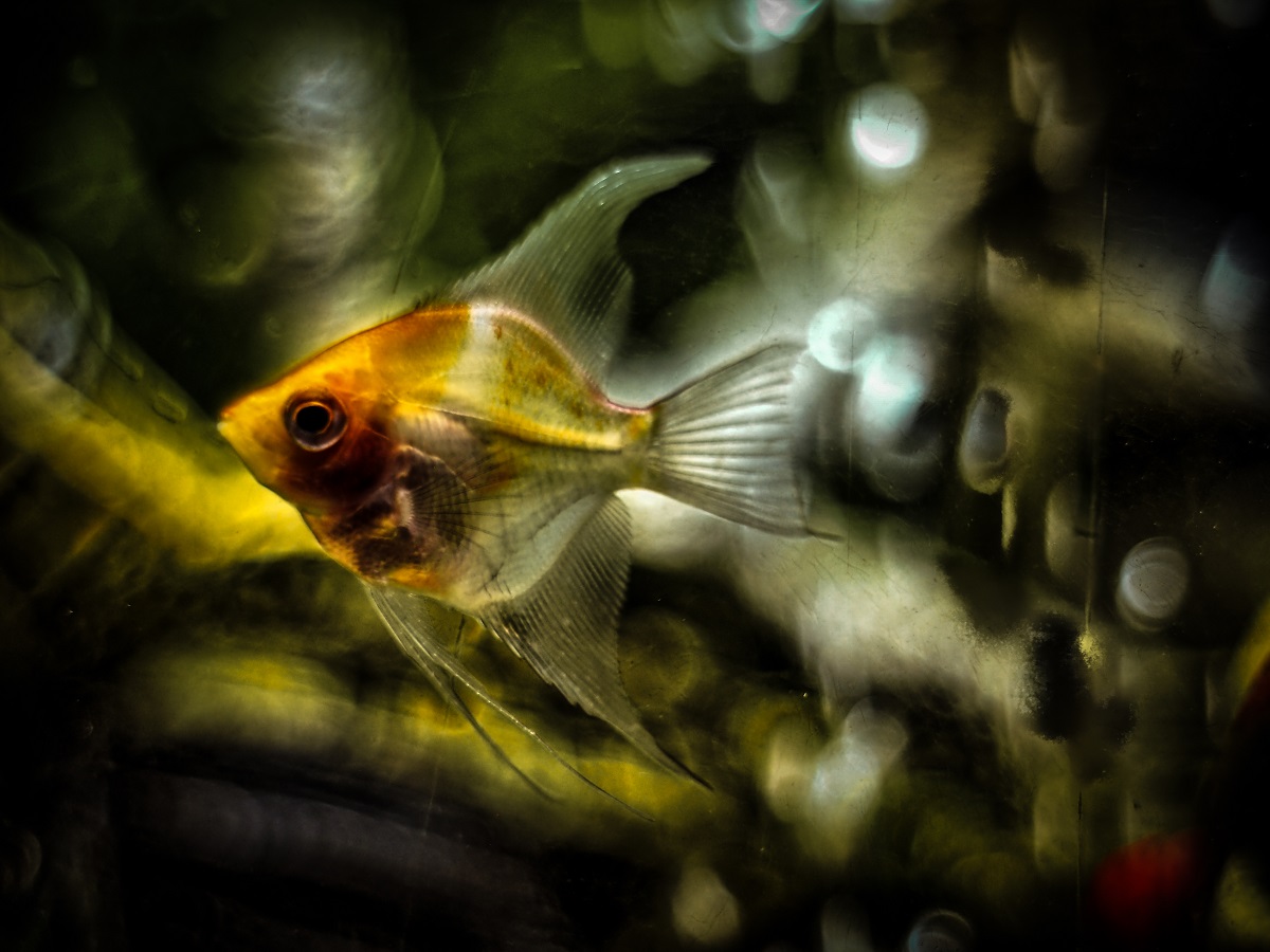 aquarium macro bokeh