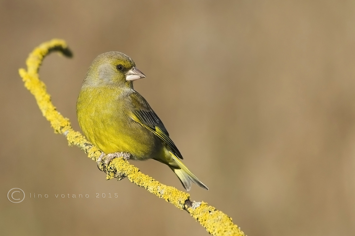 Greenfinch (Carduelis chloris)