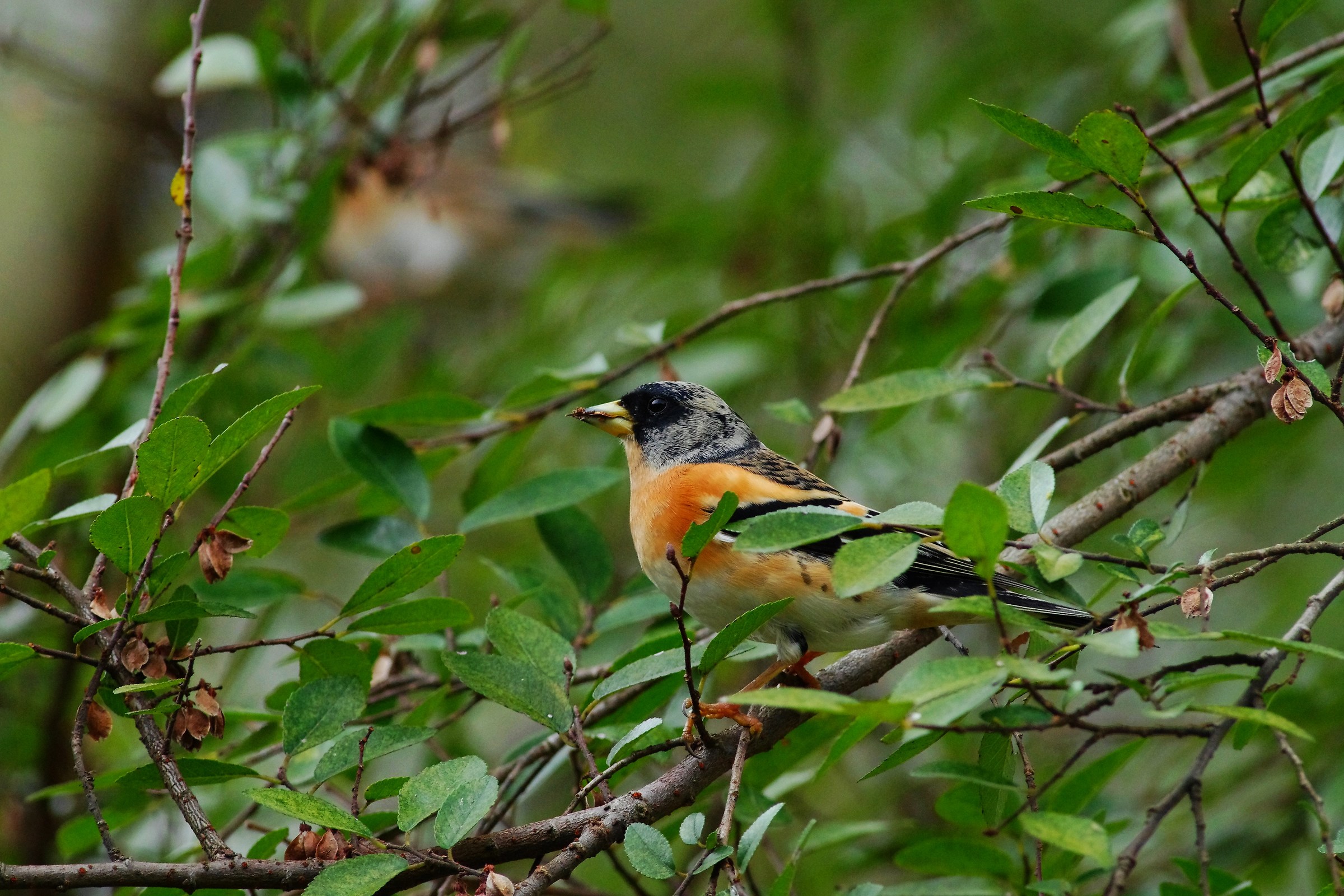 Brambling