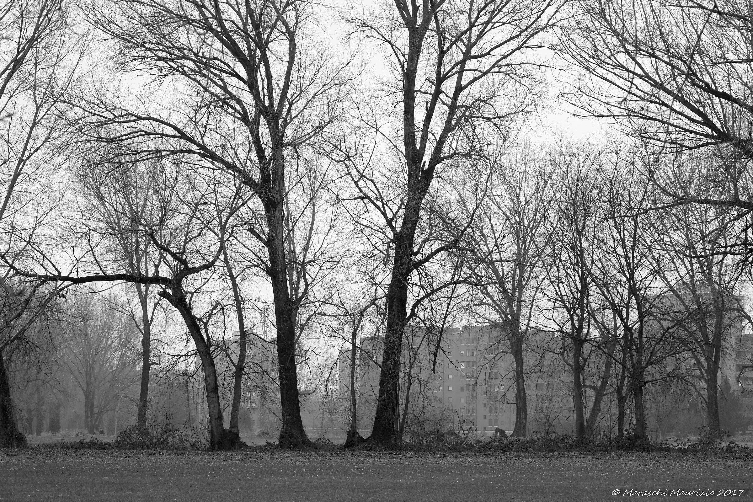 Trees in the park of Ticinello