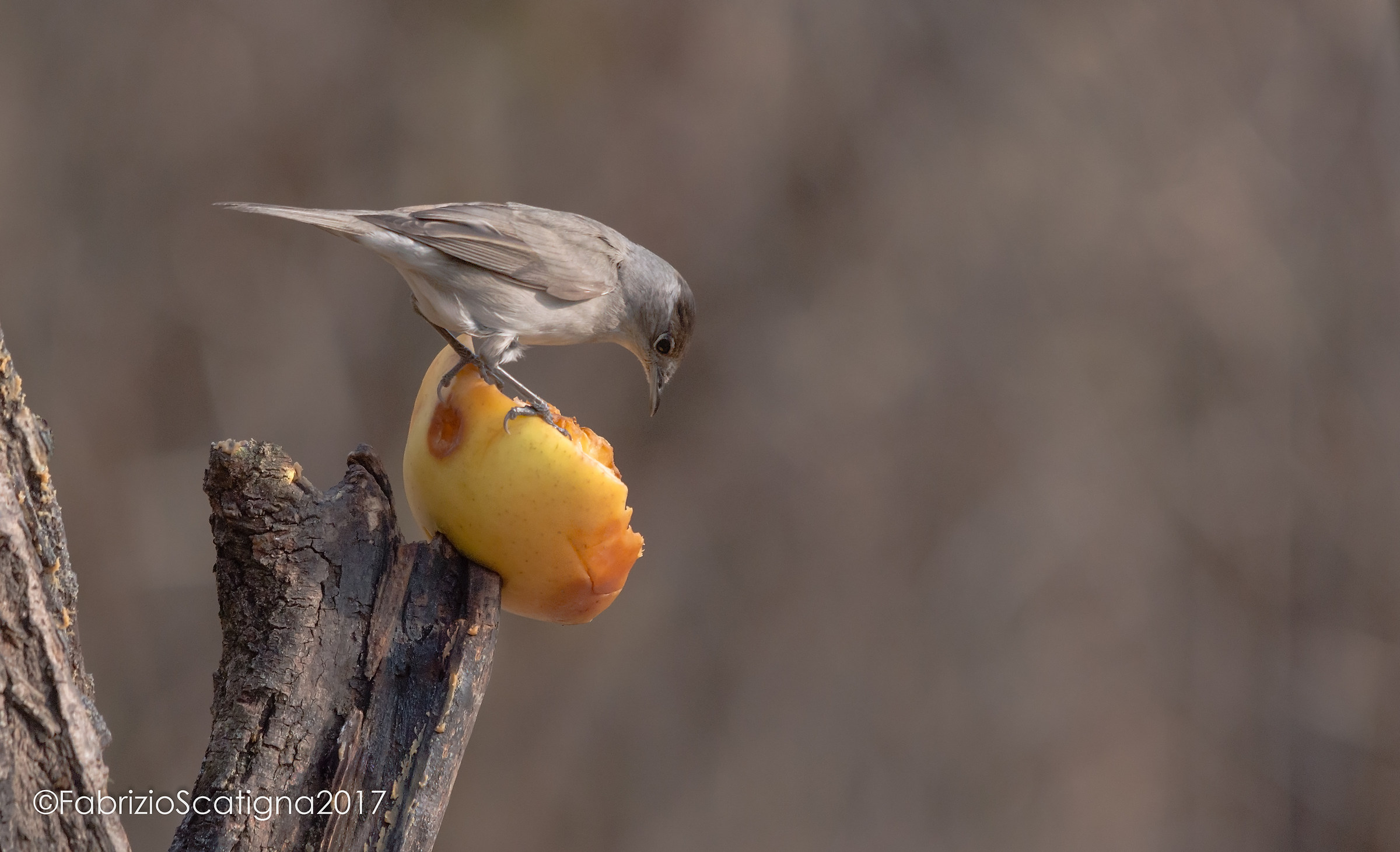 the capinero and the apple