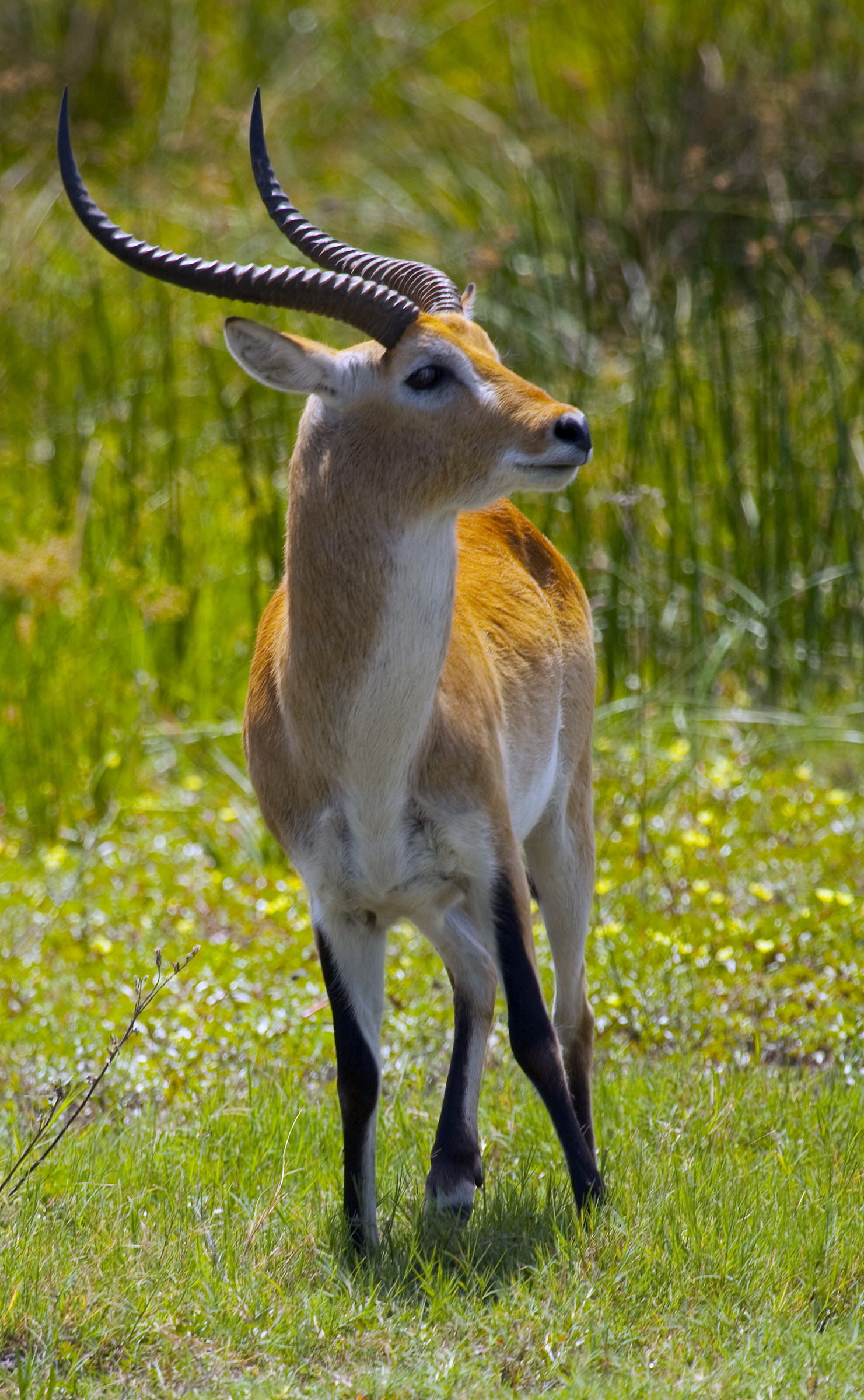 gazzella in Botswana