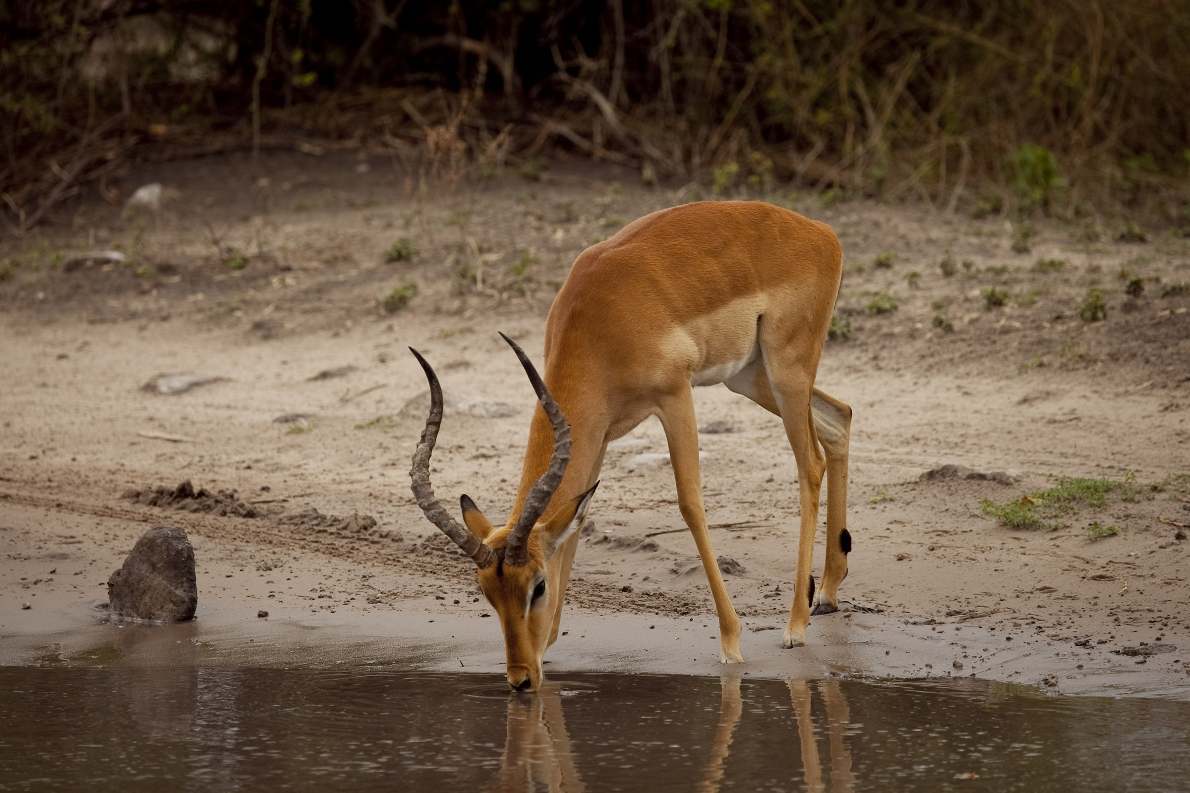 Gazelle all'avveberaggio - Botswana