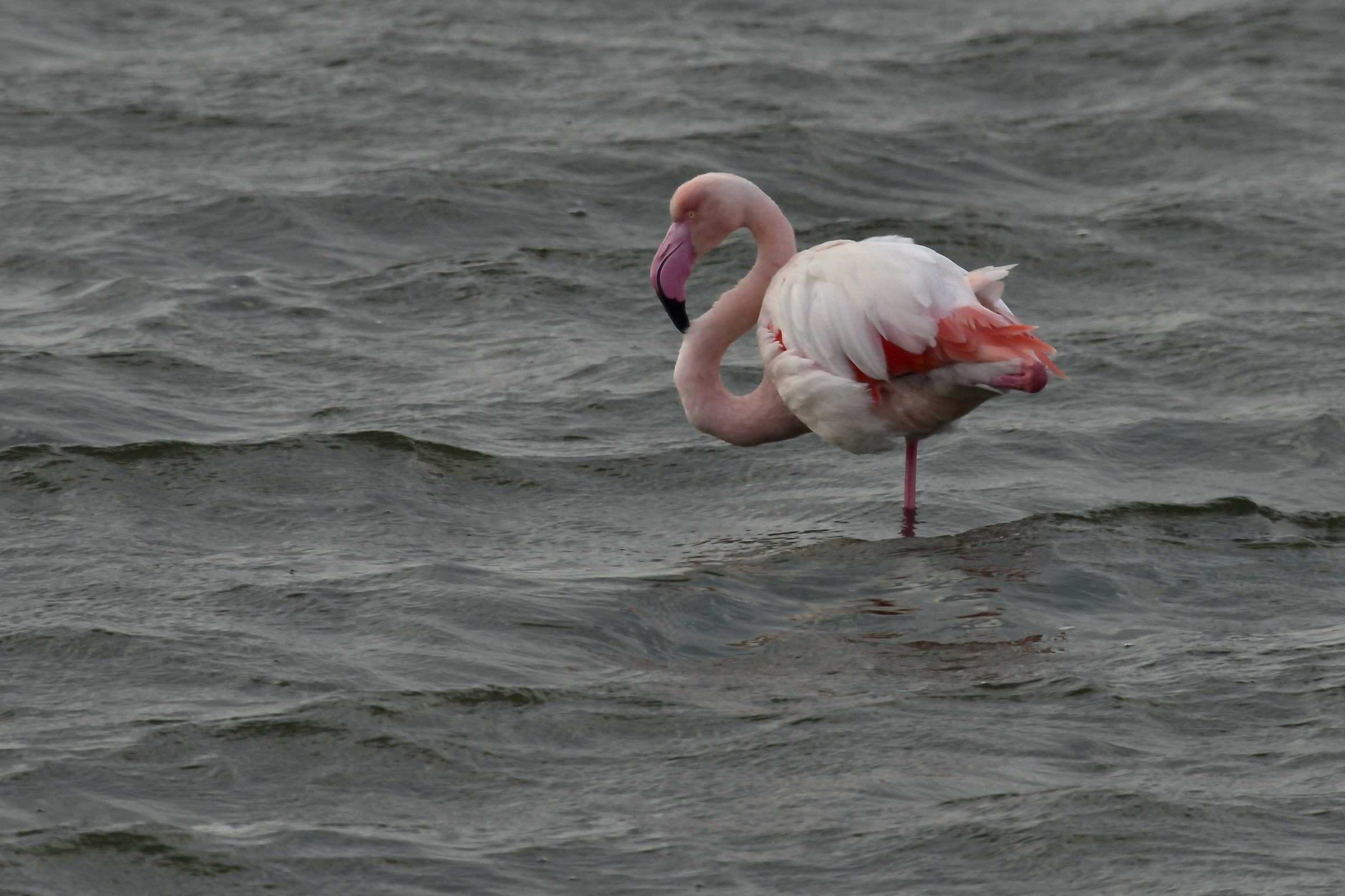 pink flamingo