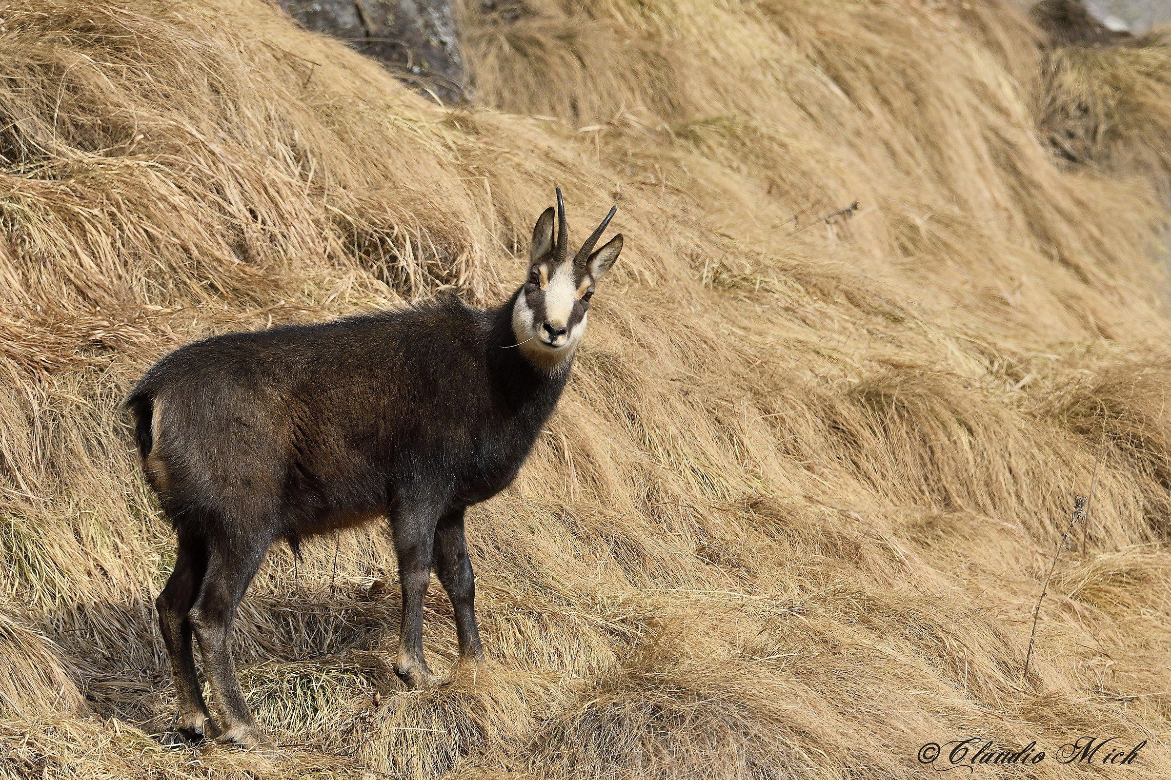 Il camoscio mi osserva!