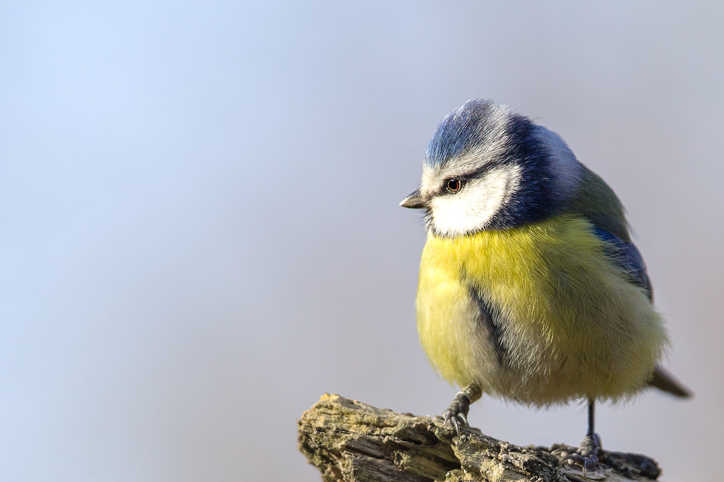Cinciarella paffuttella
