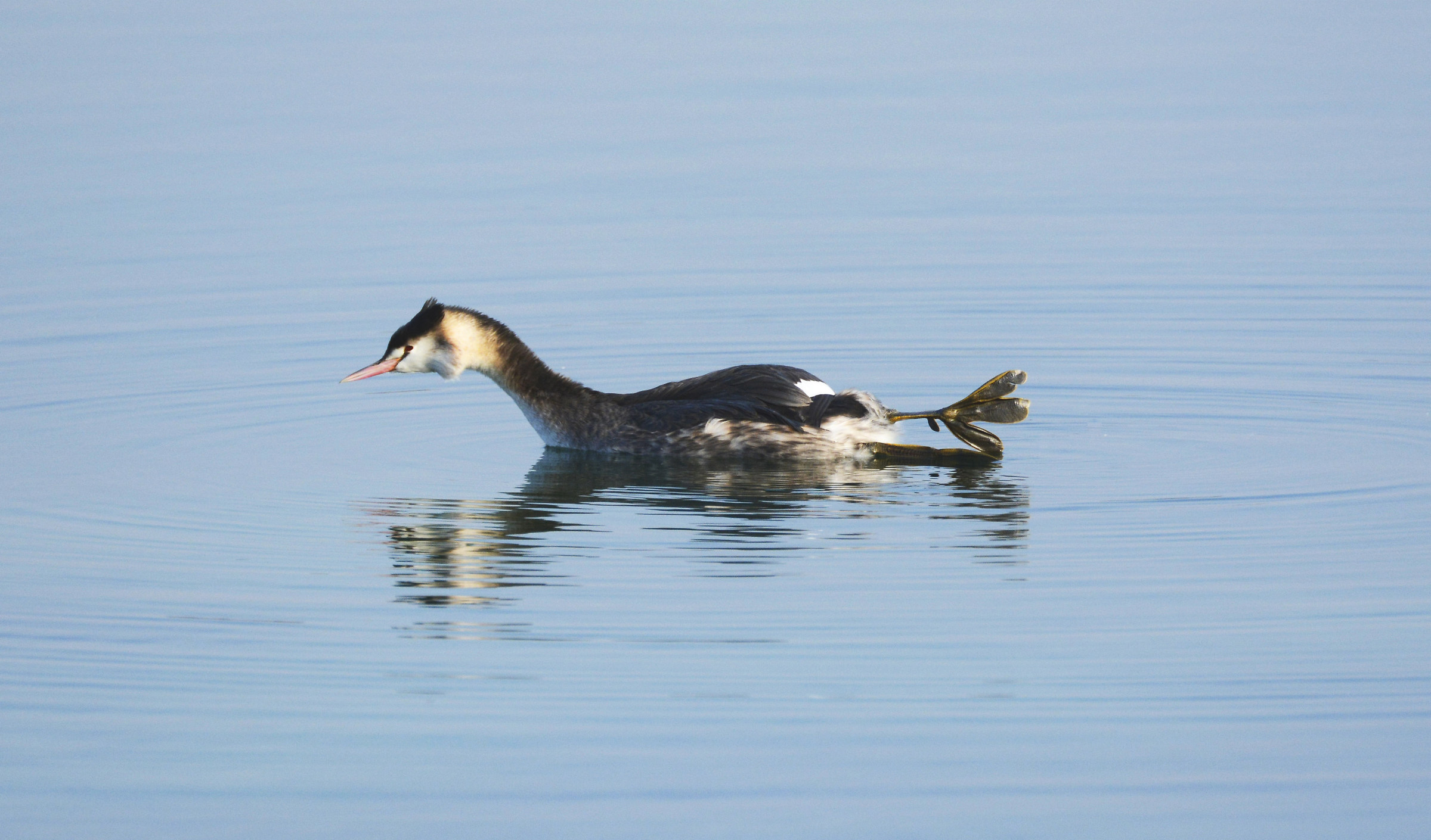 Stiracchiamento of Grebe