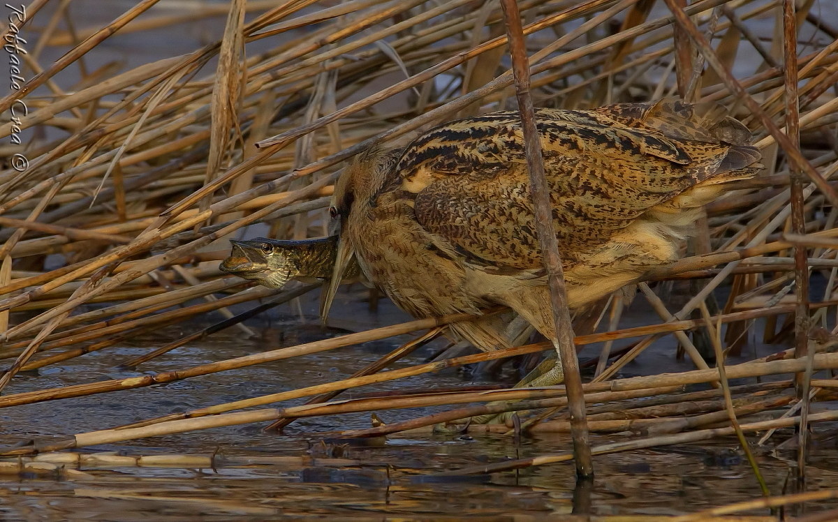Bittern with pike