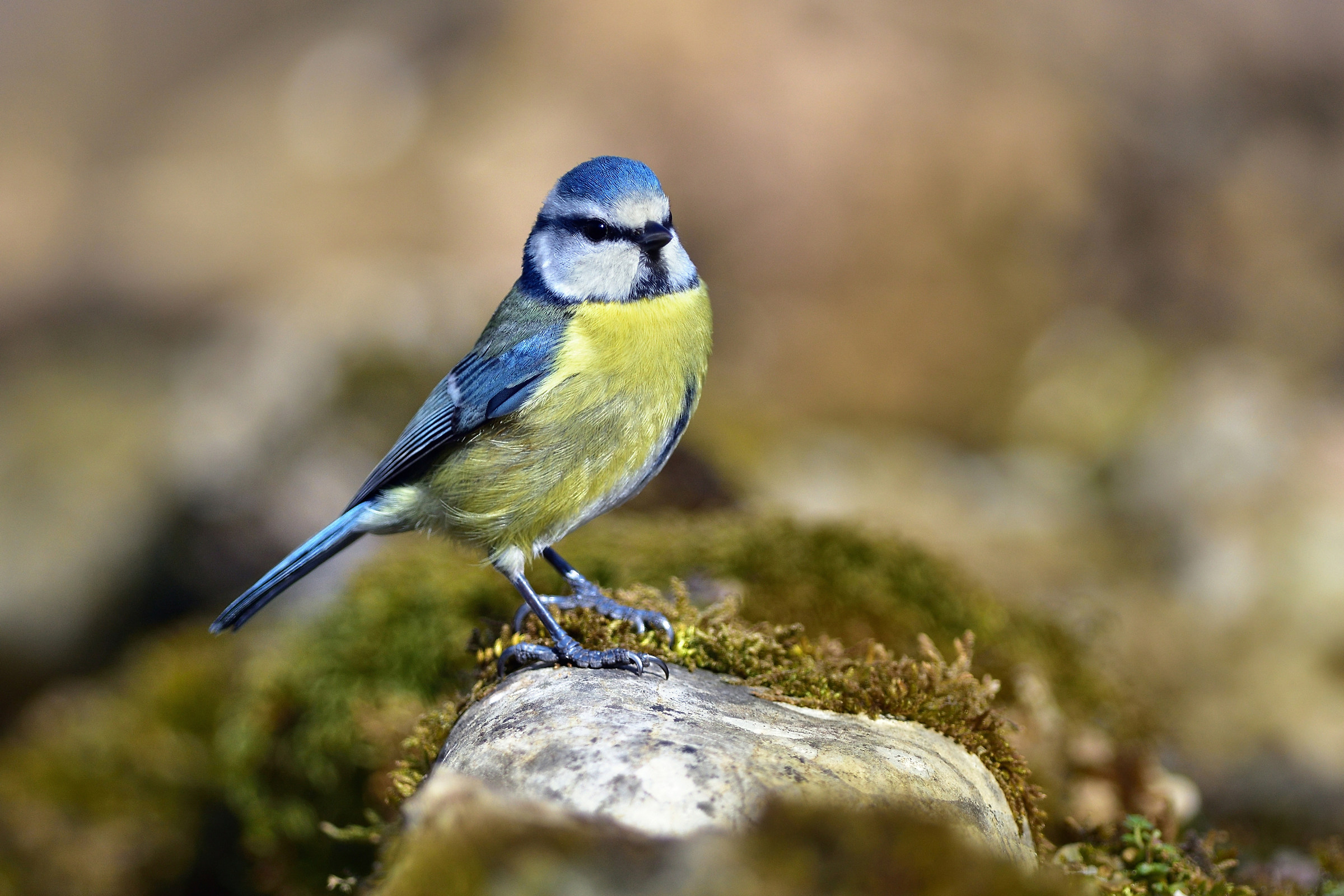 Blue Tit (Cyanistes caeruleus)