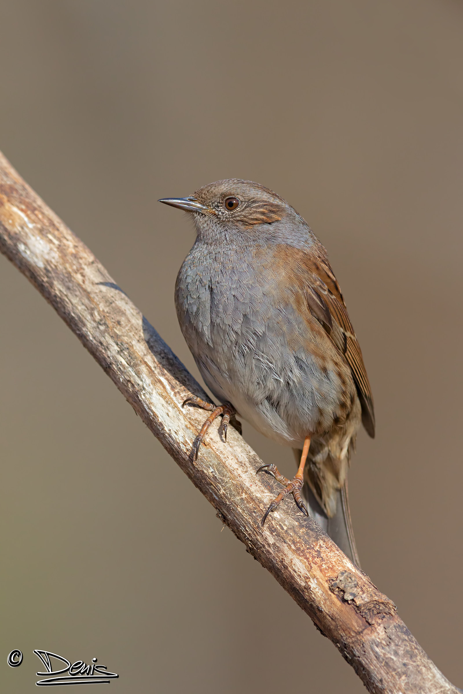 Dunnock
