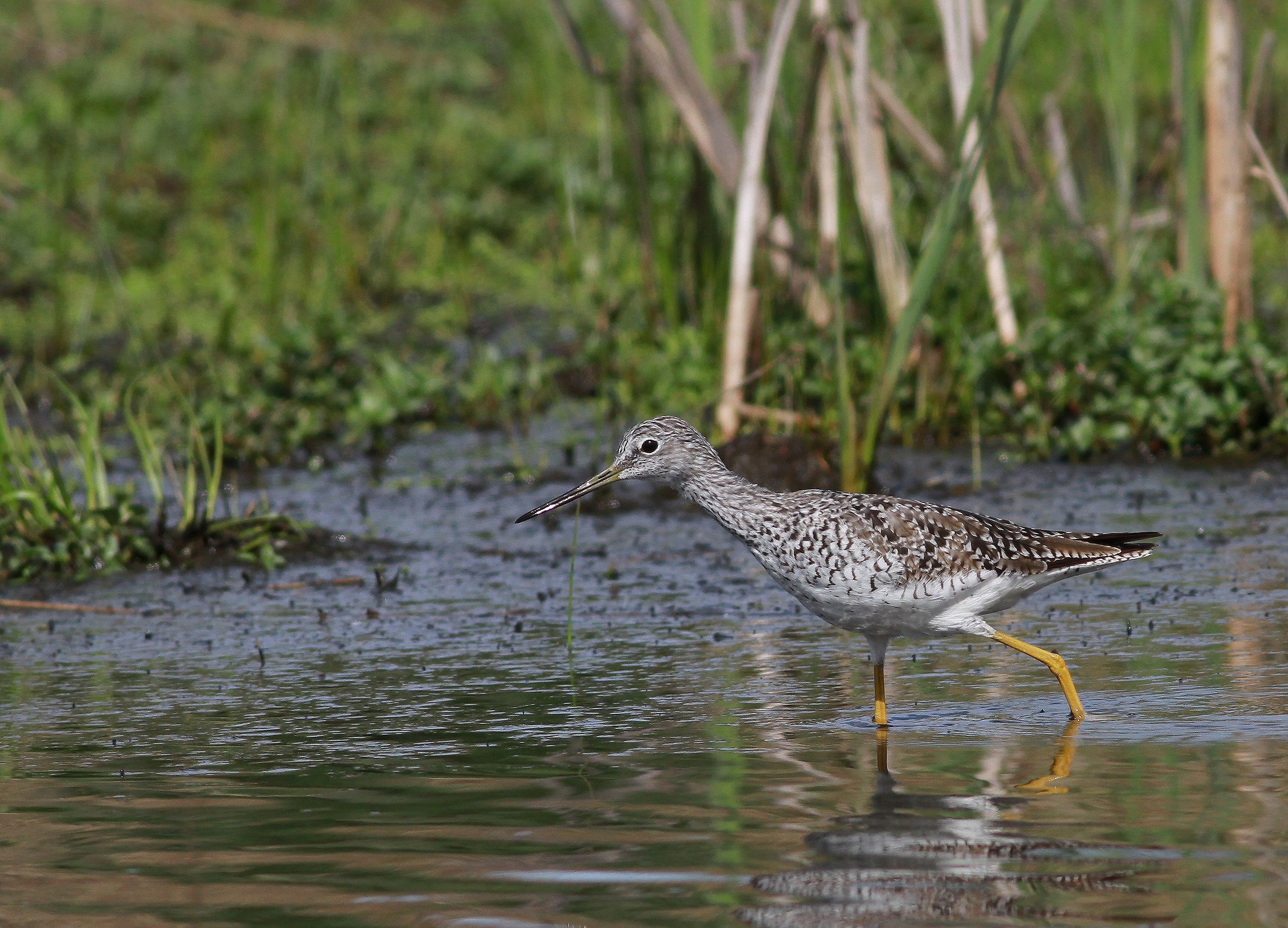 analizzare, cercare, guardare