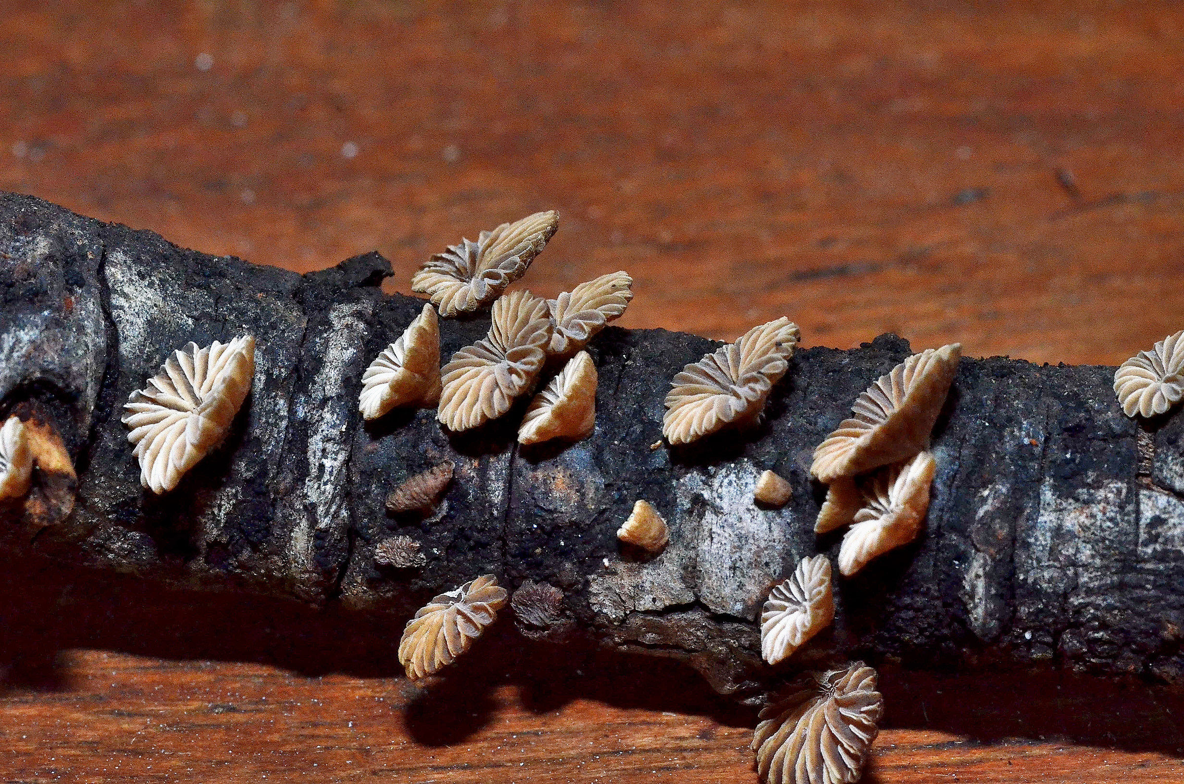 Fungi growing on a dead branch