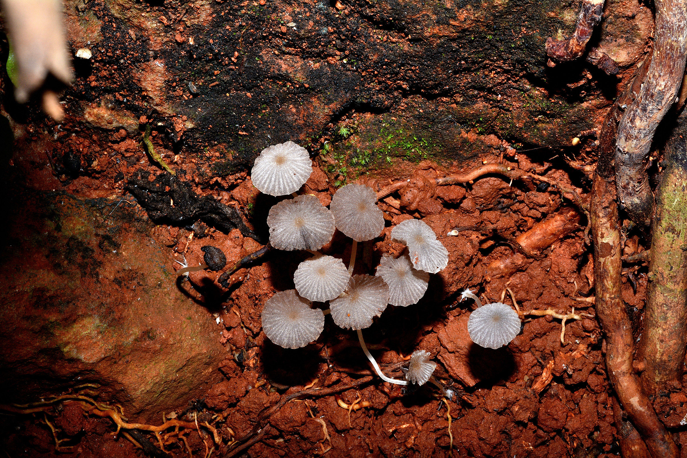Fungi on the Brazilian reddish soil