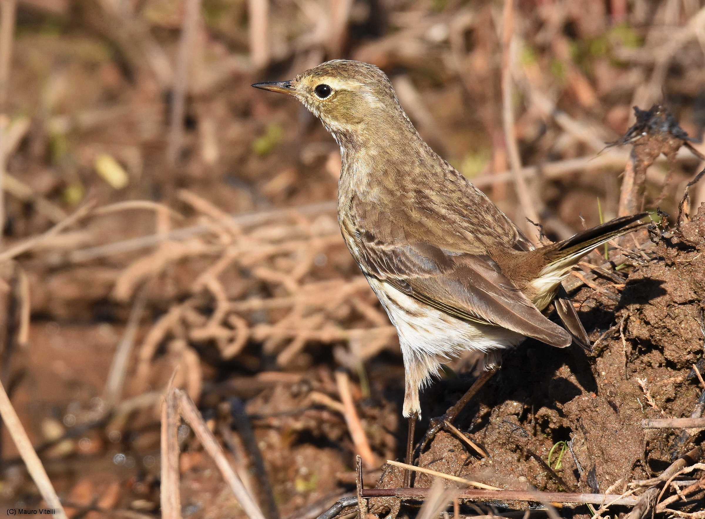 Pipit on alert