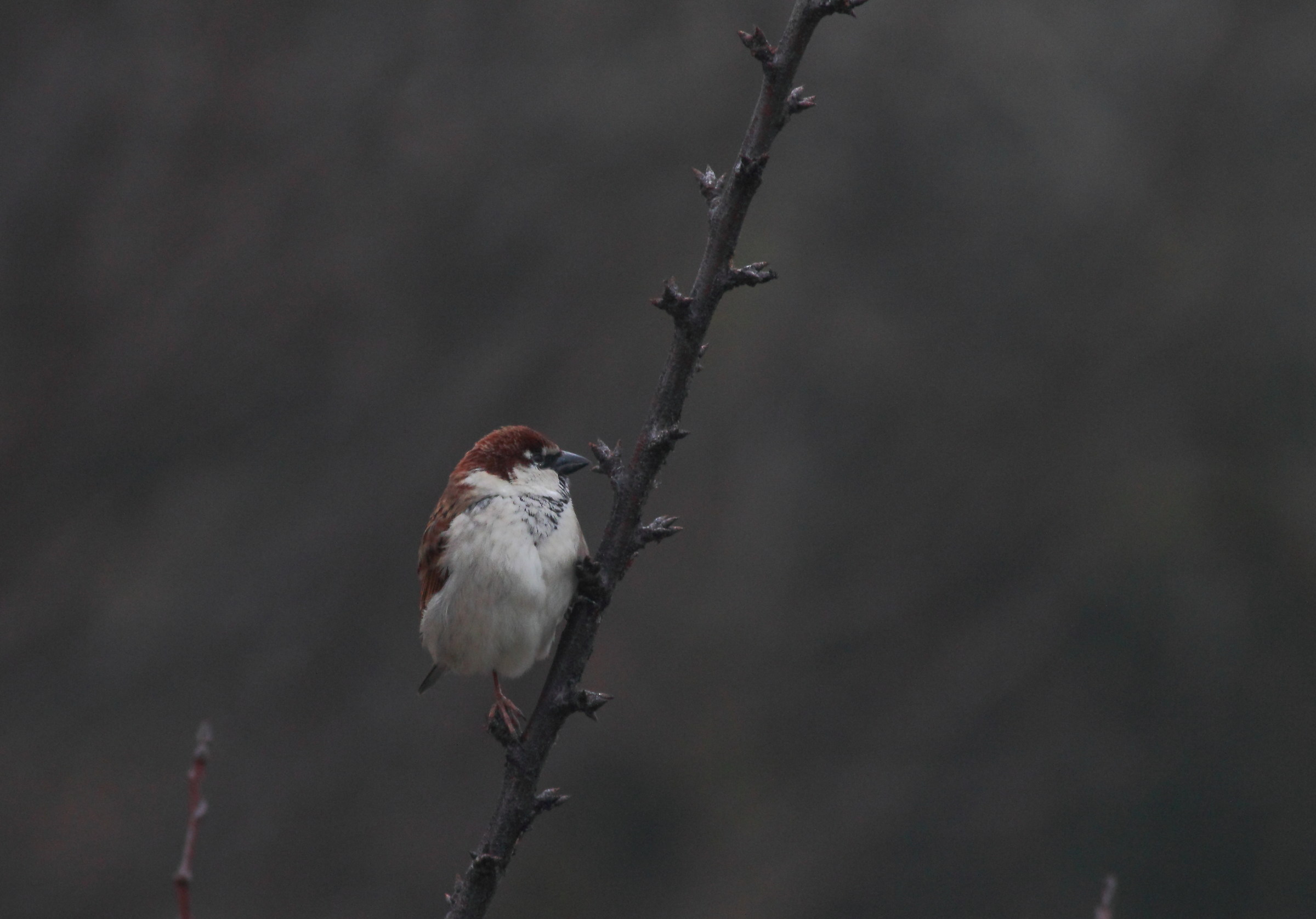 house sparrow