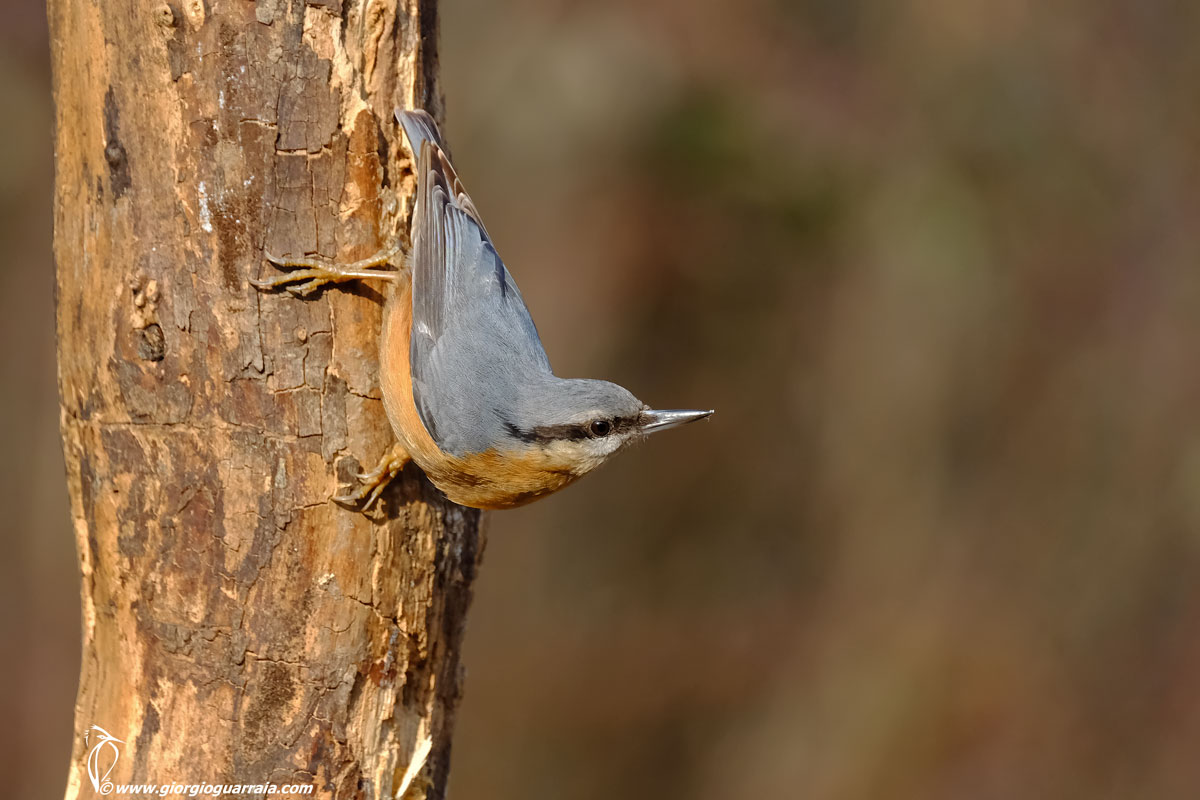 nuthatch