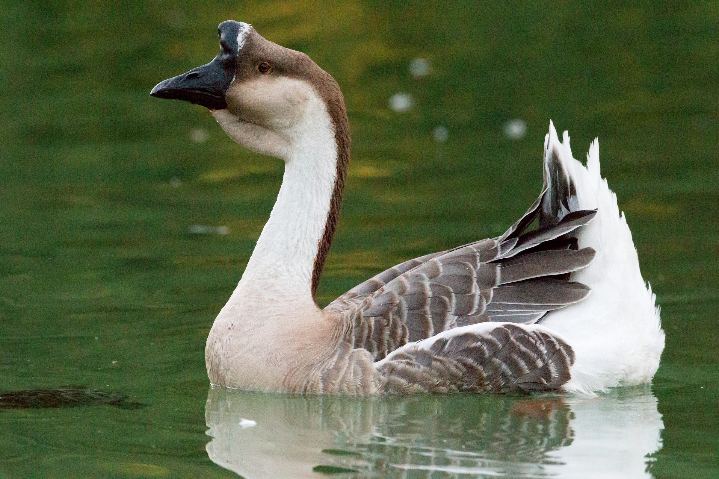 Foto di test, Canon 1DX a ISO 51200