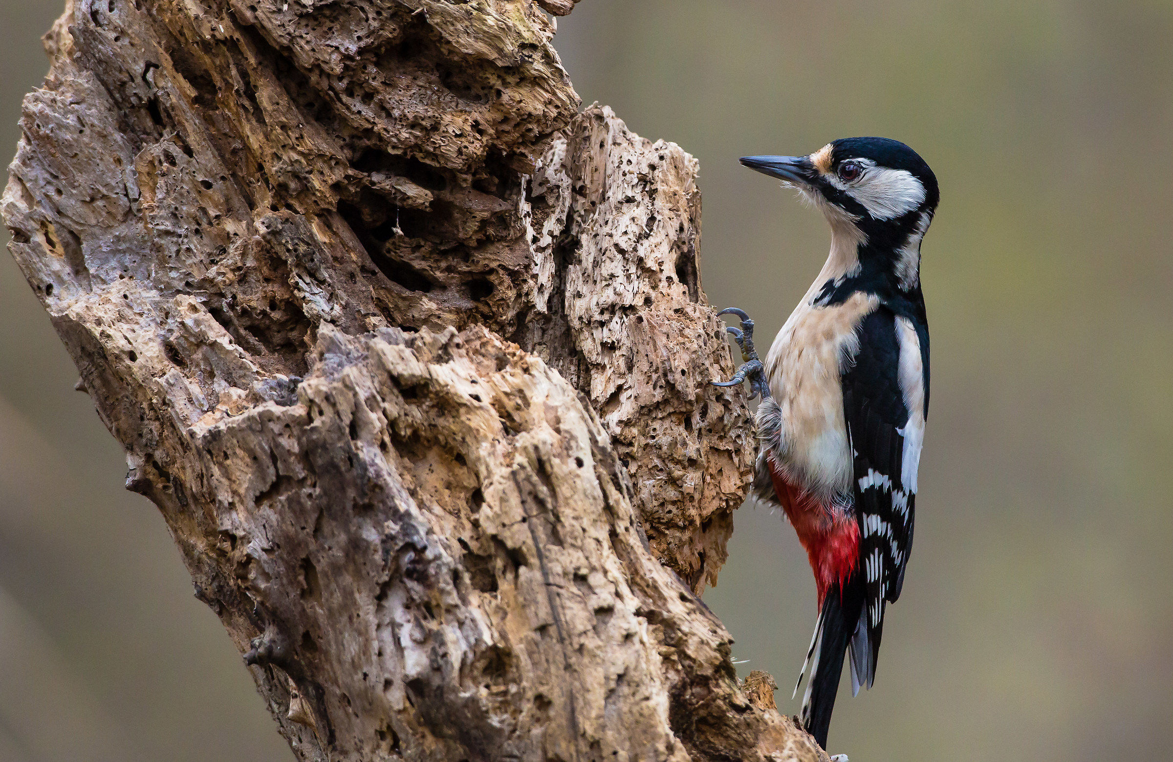 Spotted Woodpecker