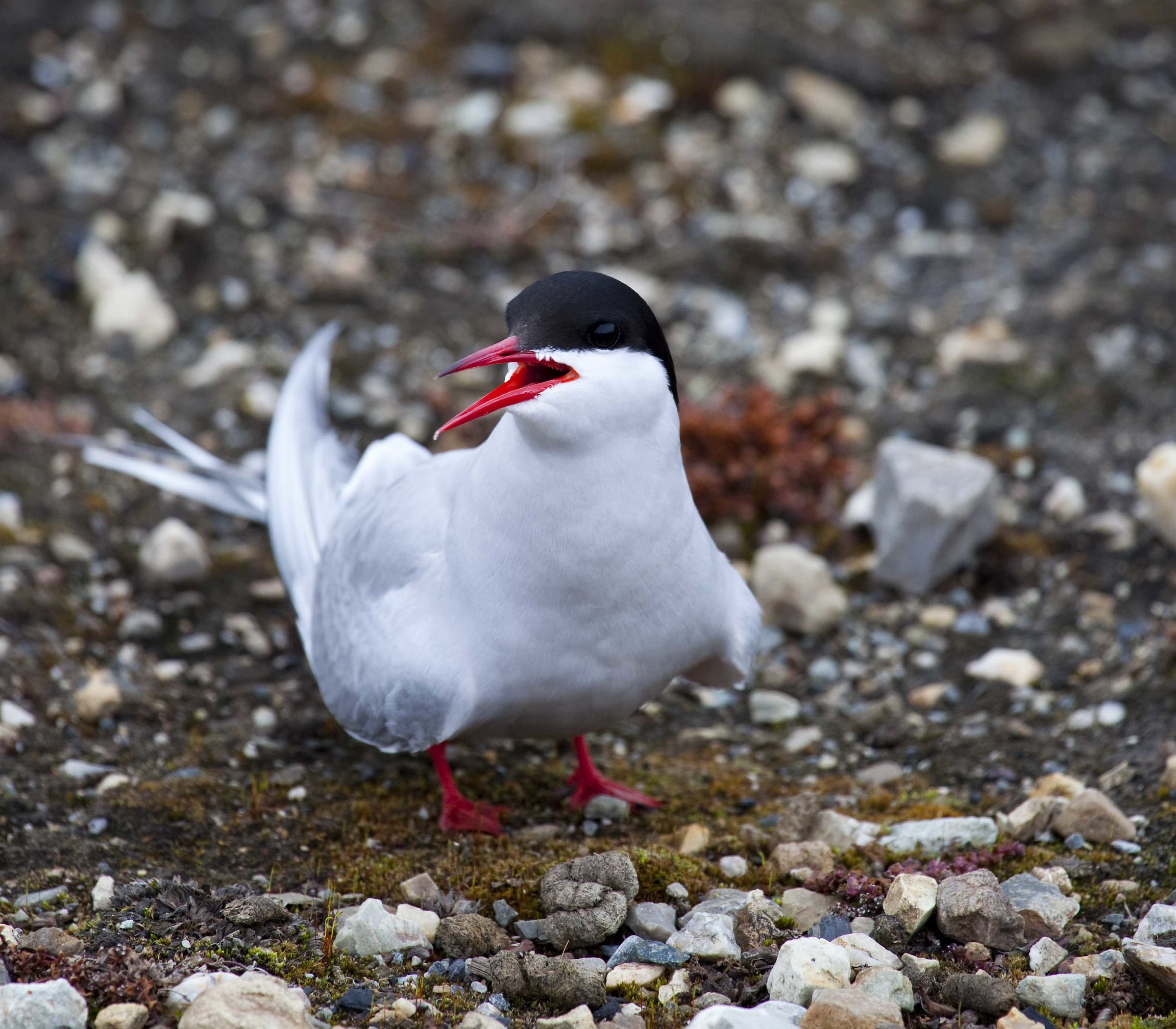 Tern - North Islands Iceland