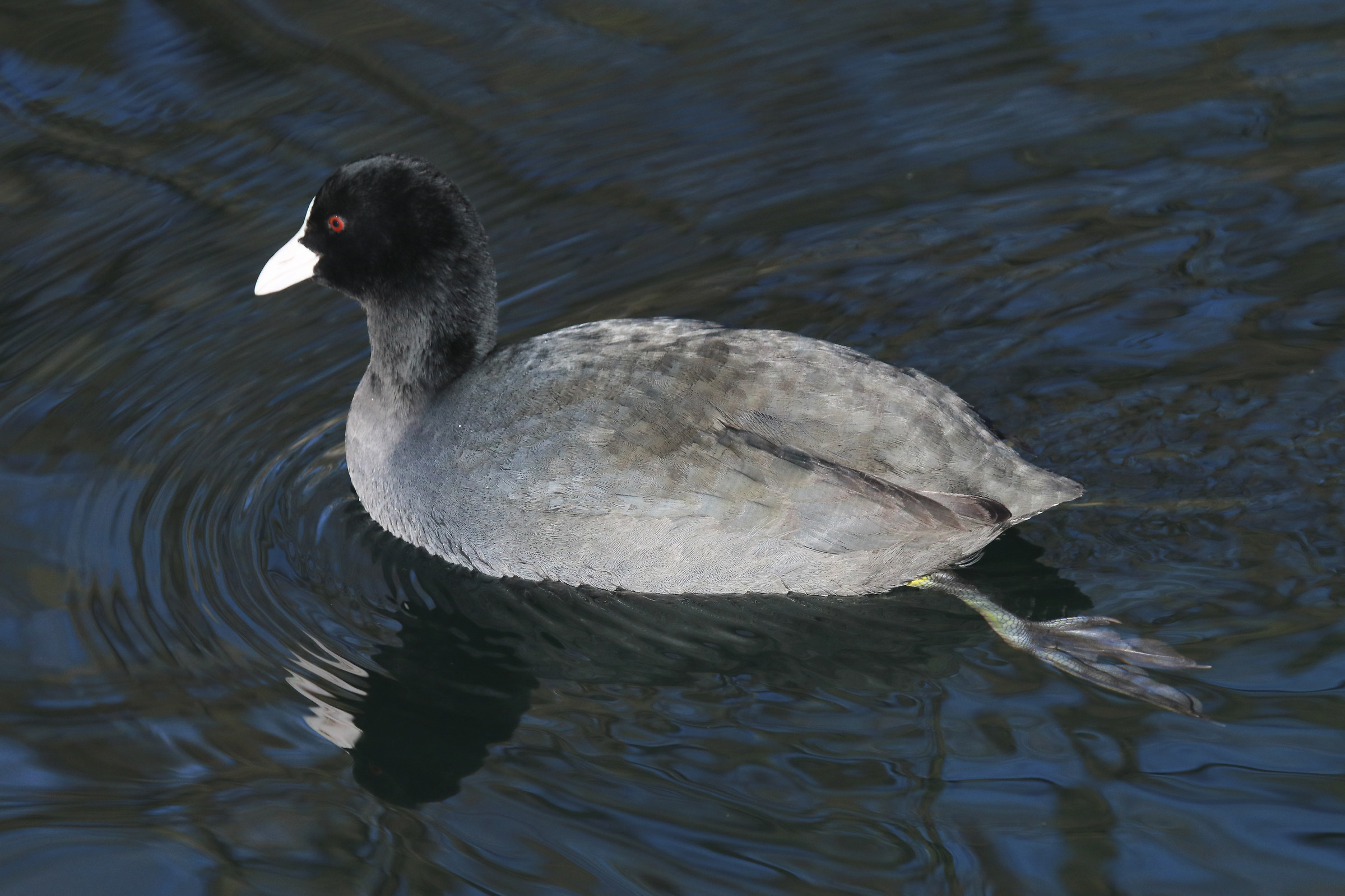 Coot