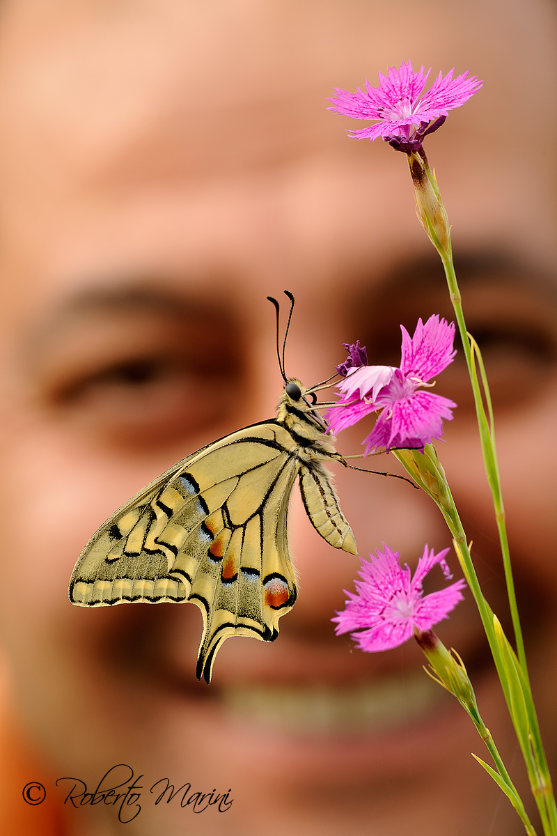 il sorriso di Free Spirit