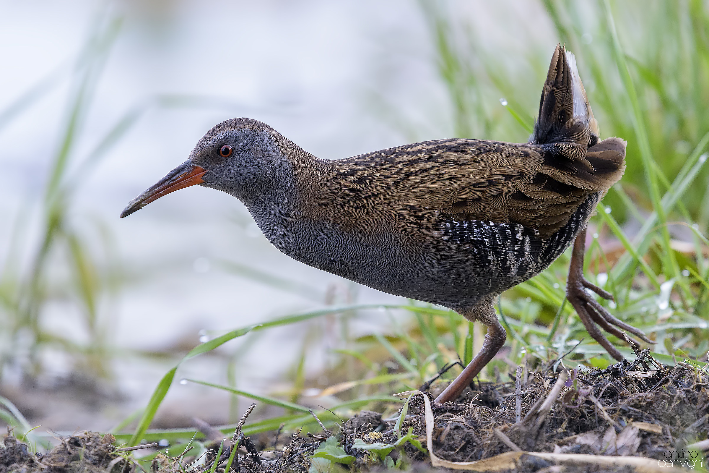 Water Rail