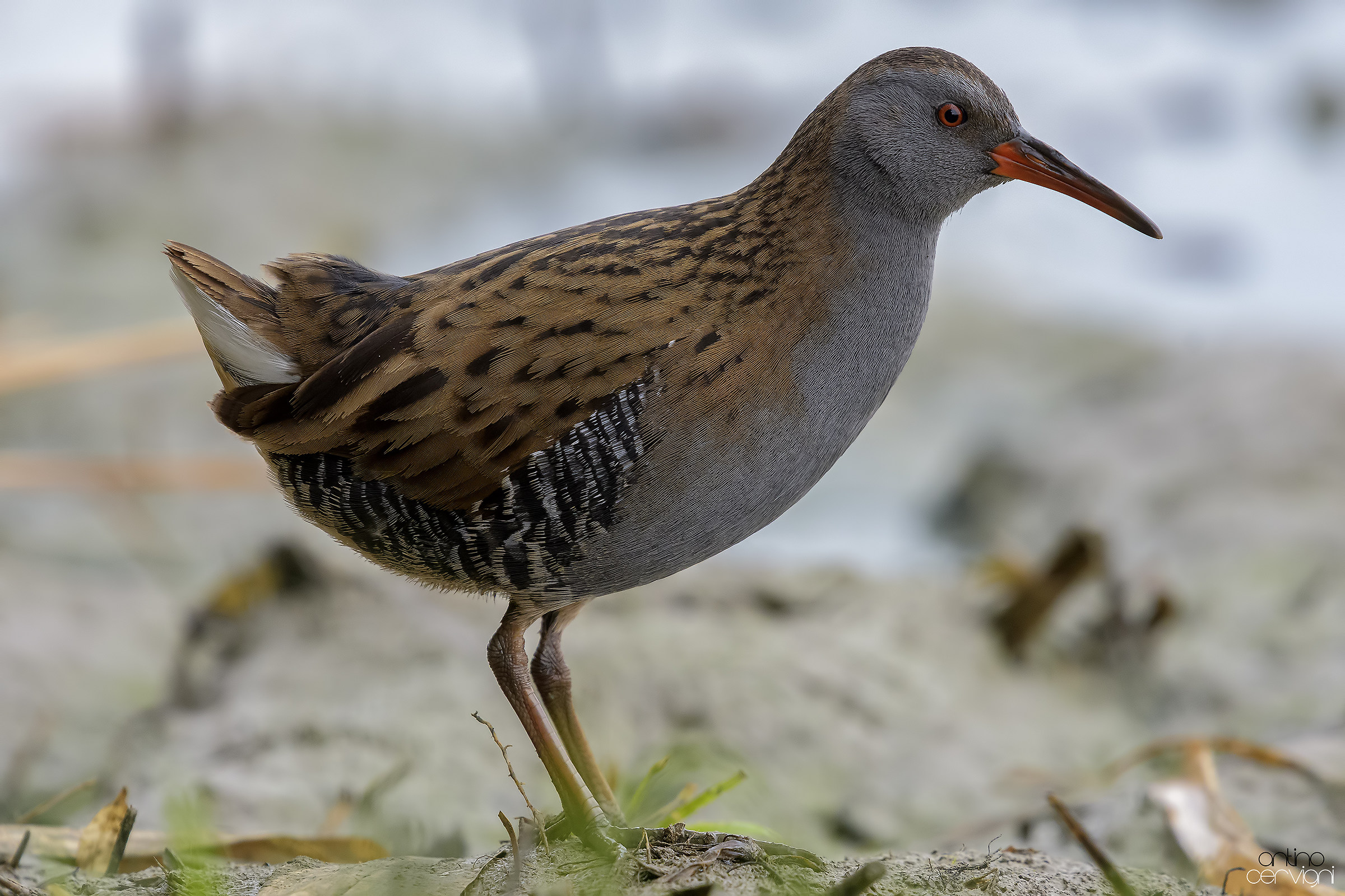 Water Rail