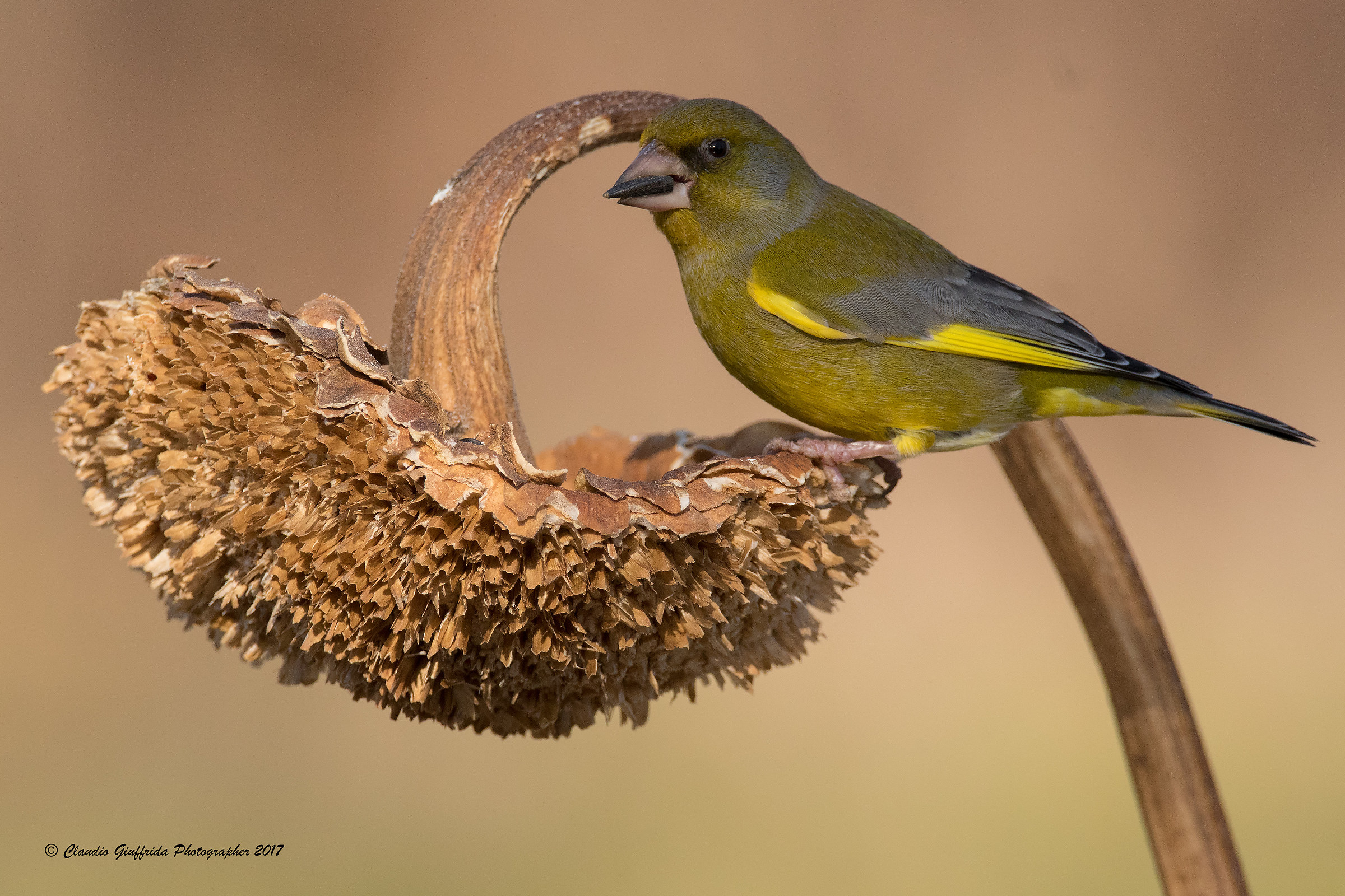Chloris chloris - Greenfinches