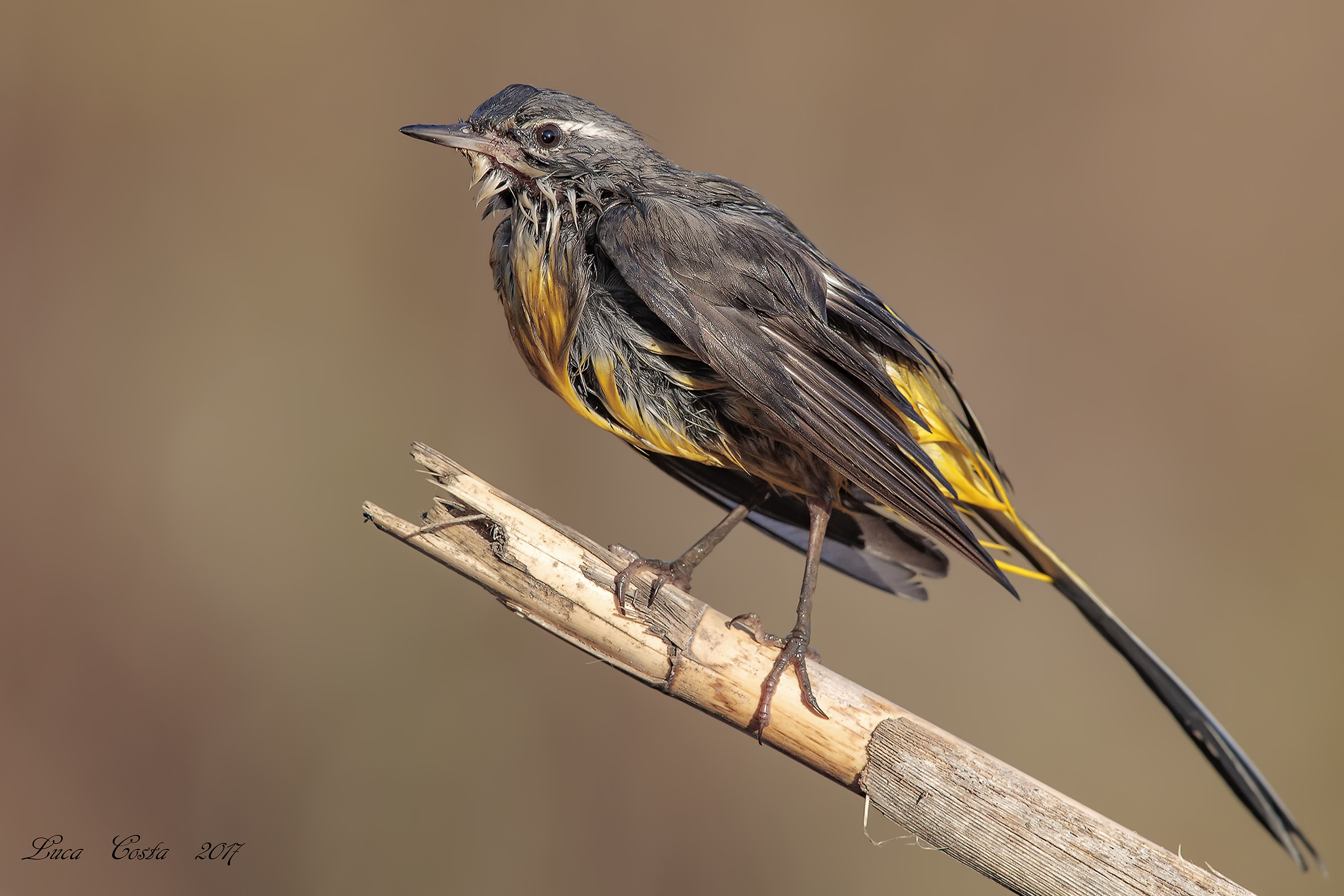 Ballerina Gialla dopo il bagno