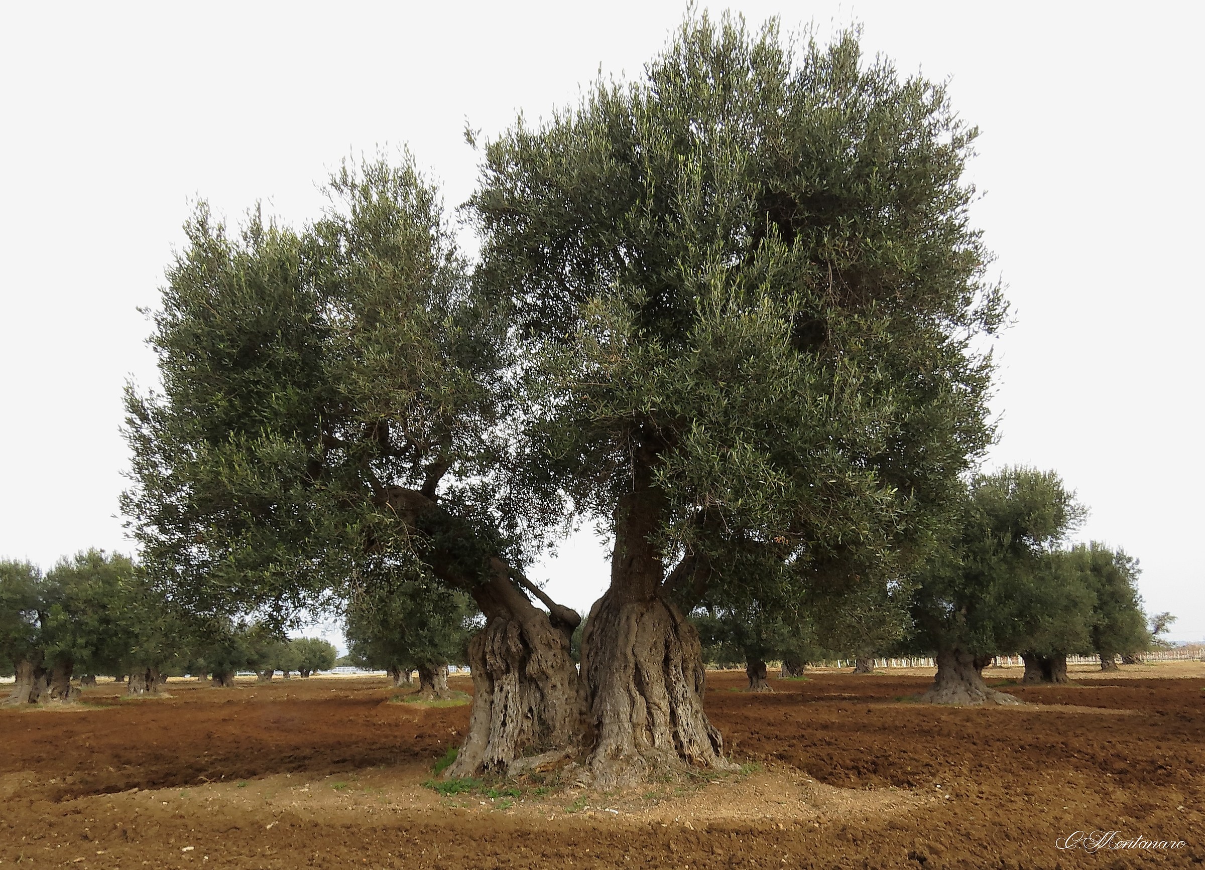 Ulivo