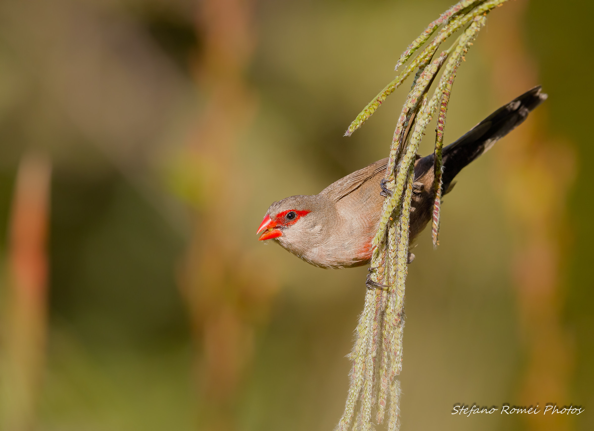 waxbill