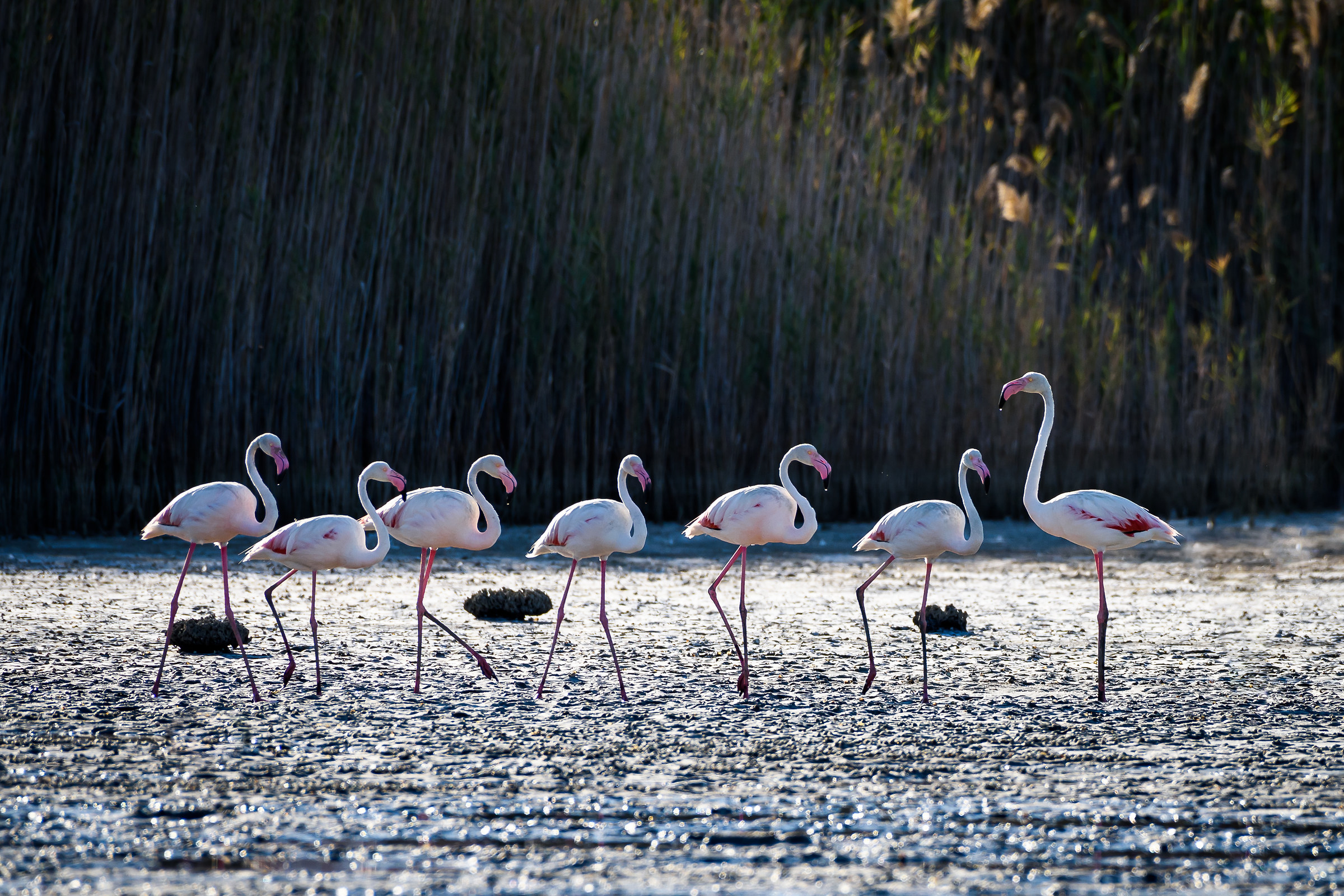 Altolà! Dietrofront!!!