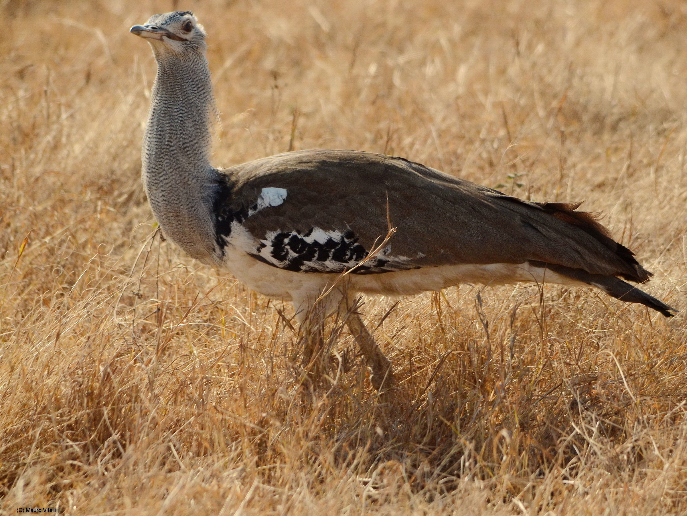 Bustard (caught by jeep on the move)