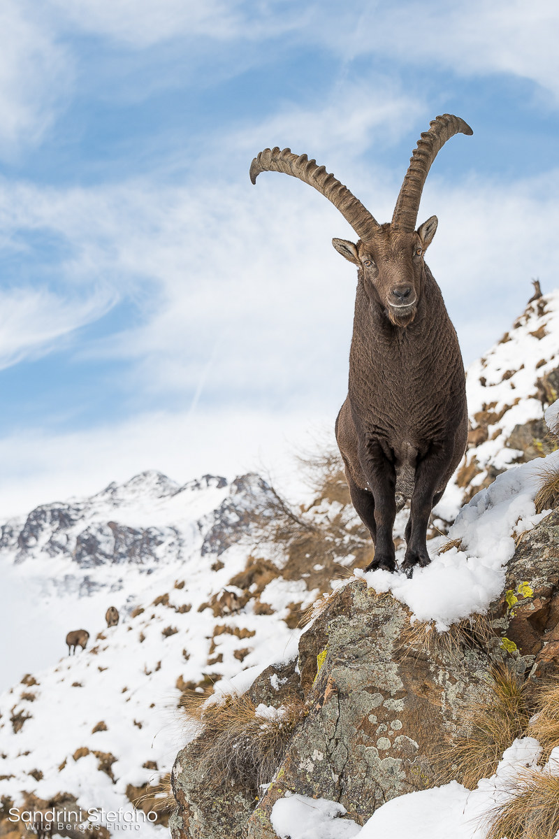 Alla corte dello stambecco