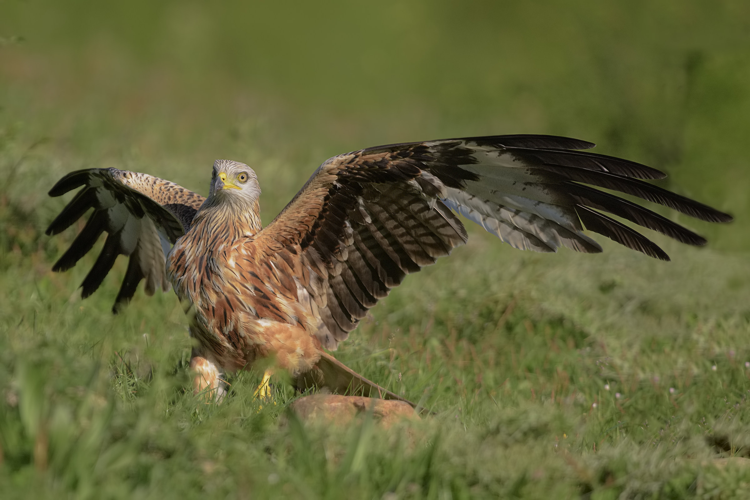 Red Kite in hunting