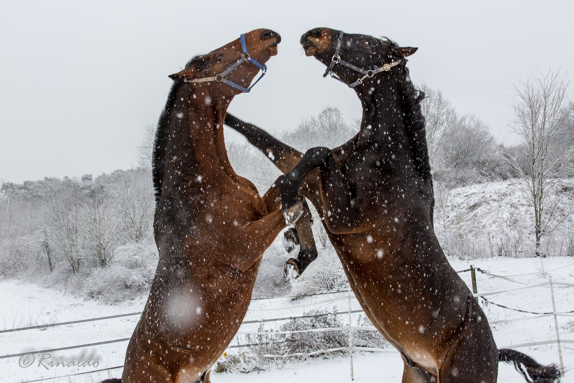 The non-perfect shot