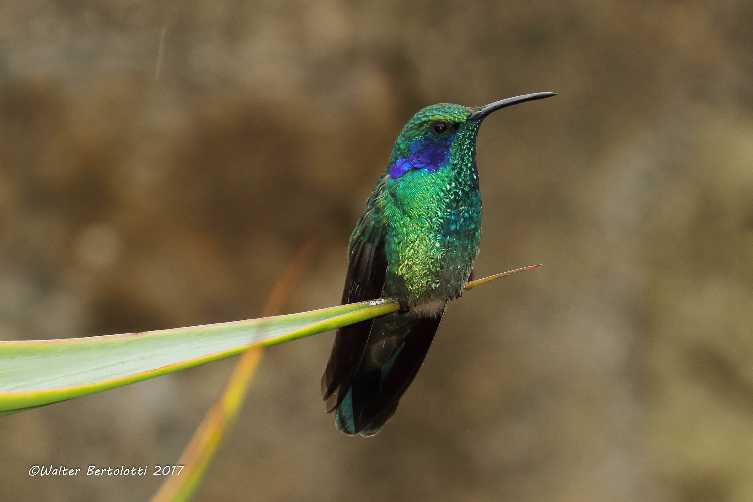 brown Violetear (Colibri delphinae)