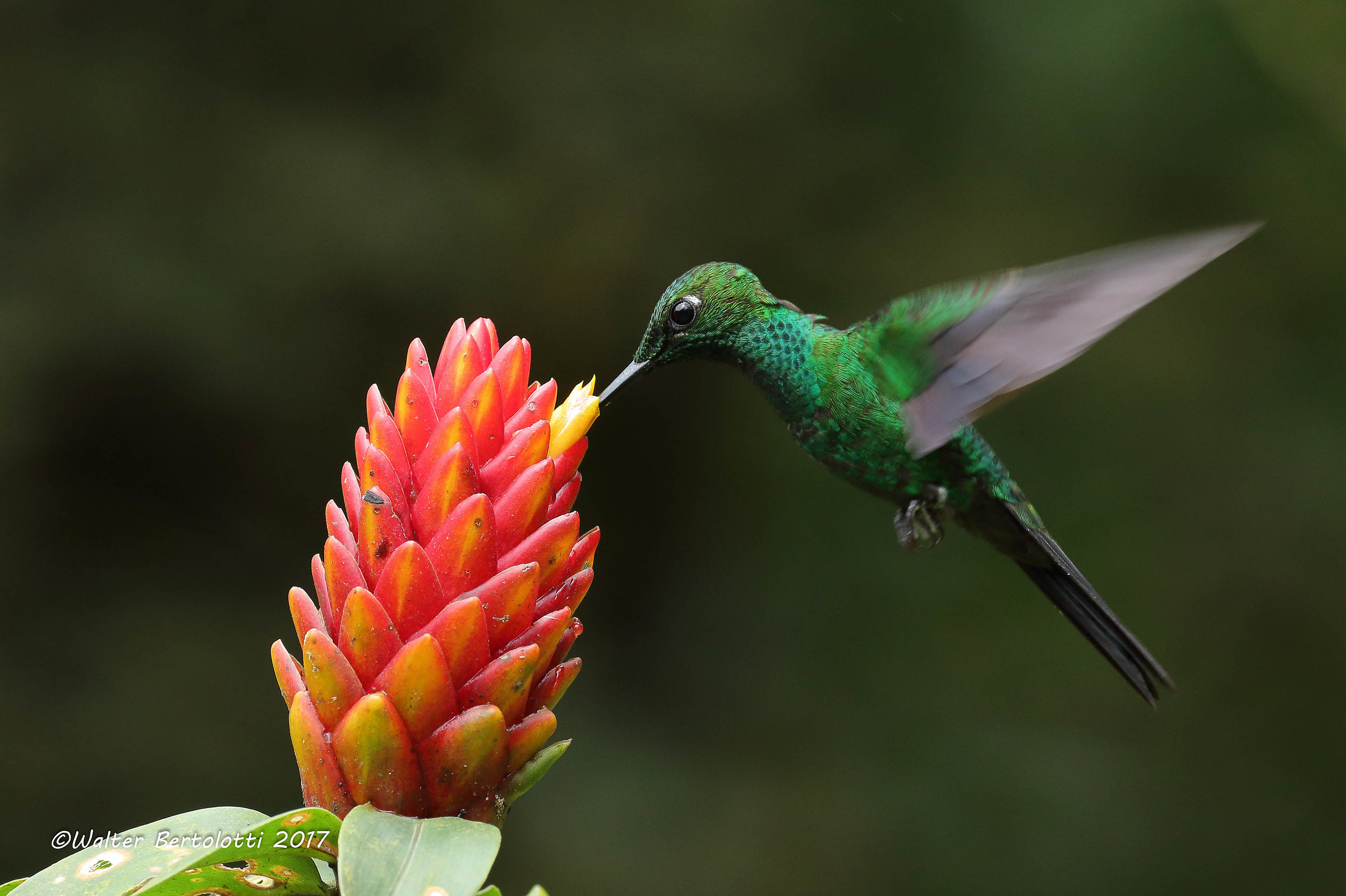 green-crowned brilliant (Heliodoxa jacula)