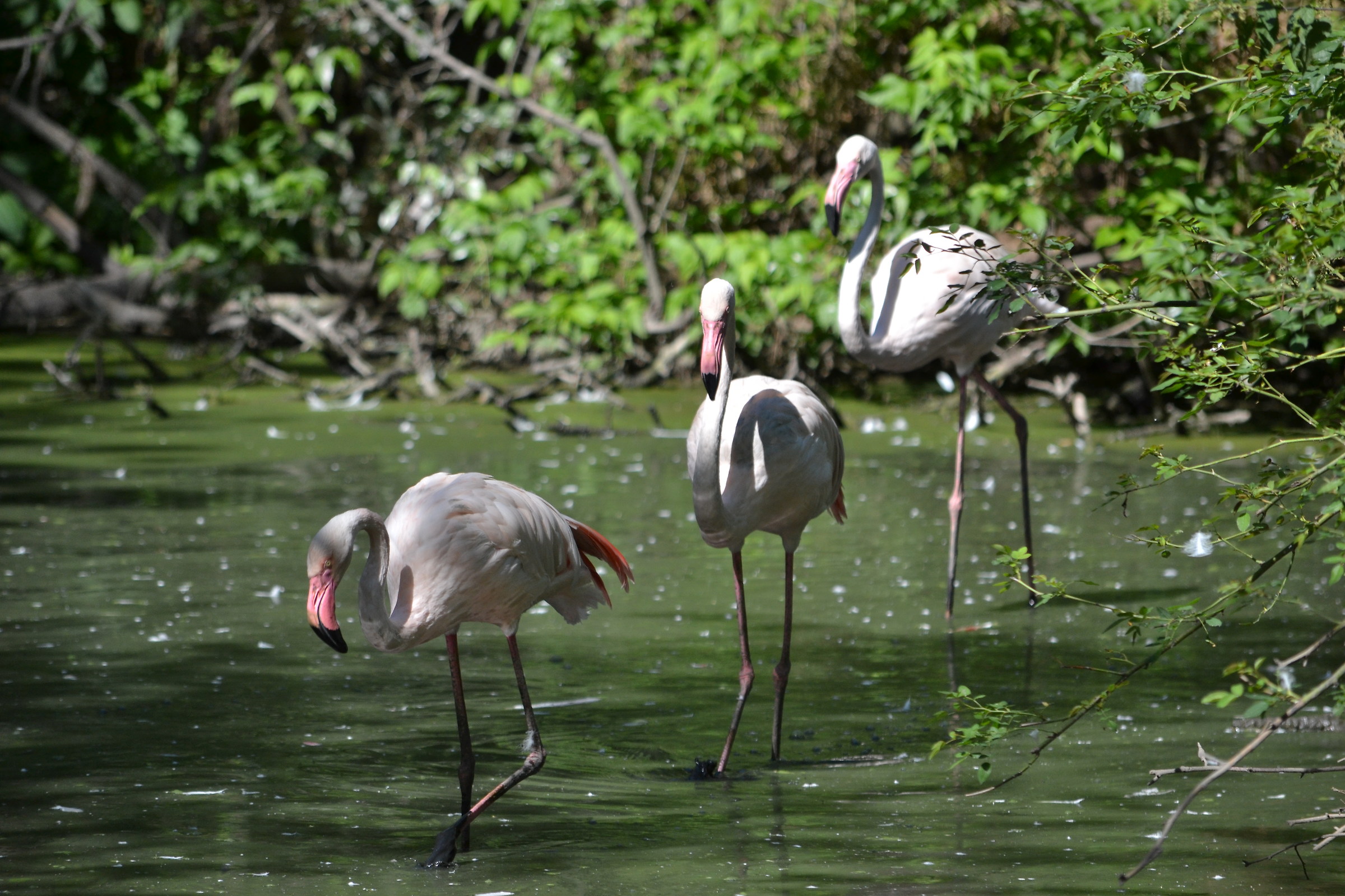 flamingos