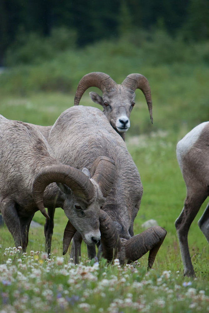I maschi (Rocky Mountain Sheeps - Alberta - CDN)