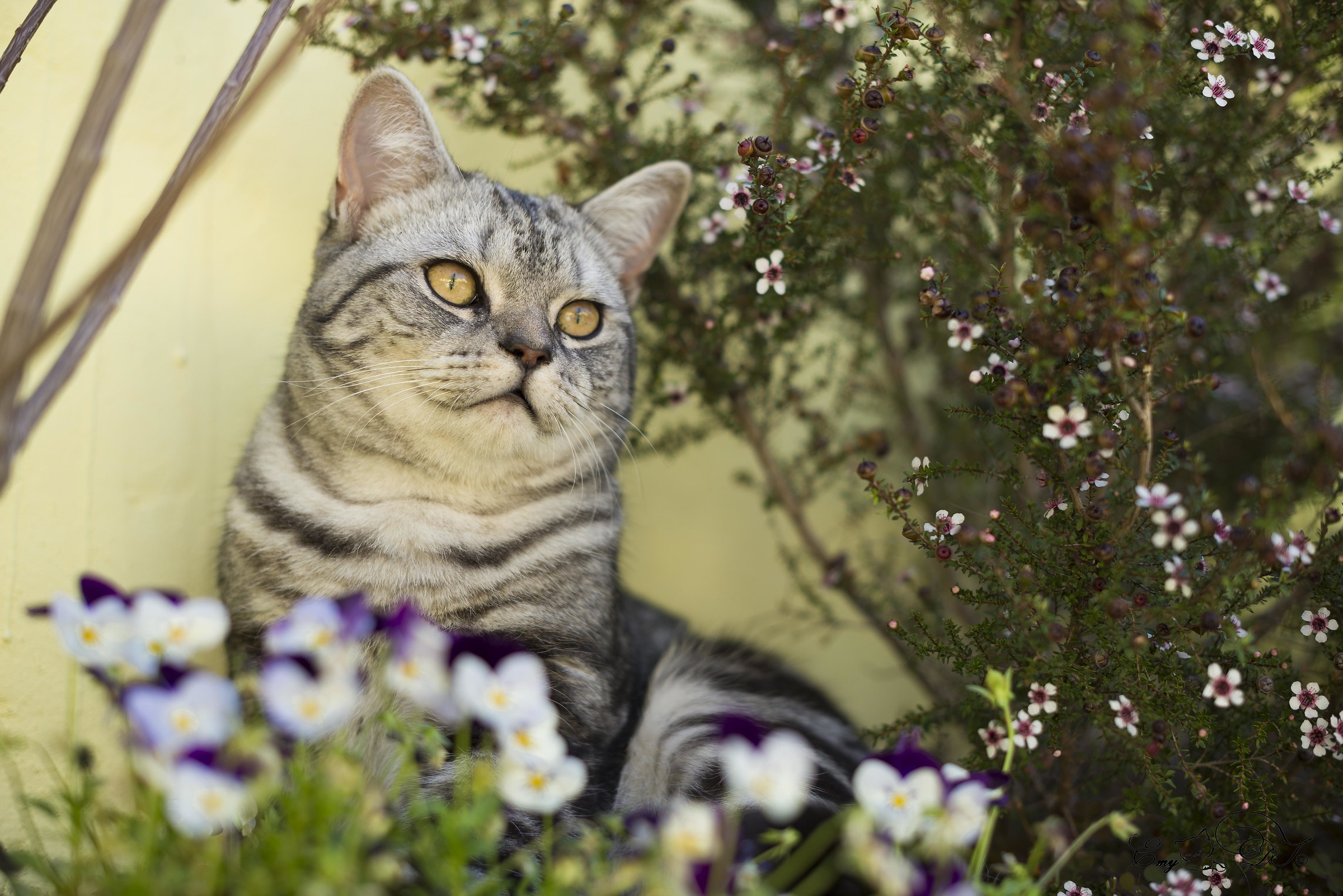 The garden of the king