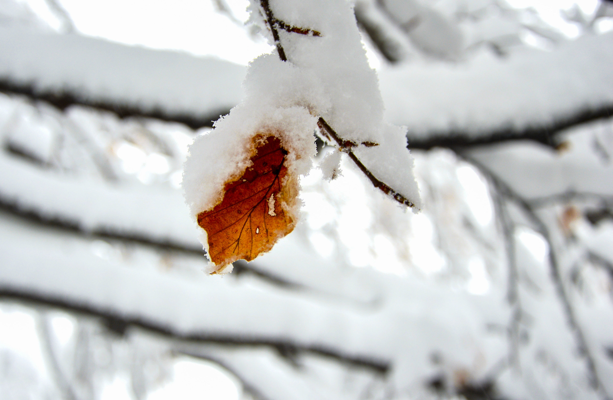 Color under the snow