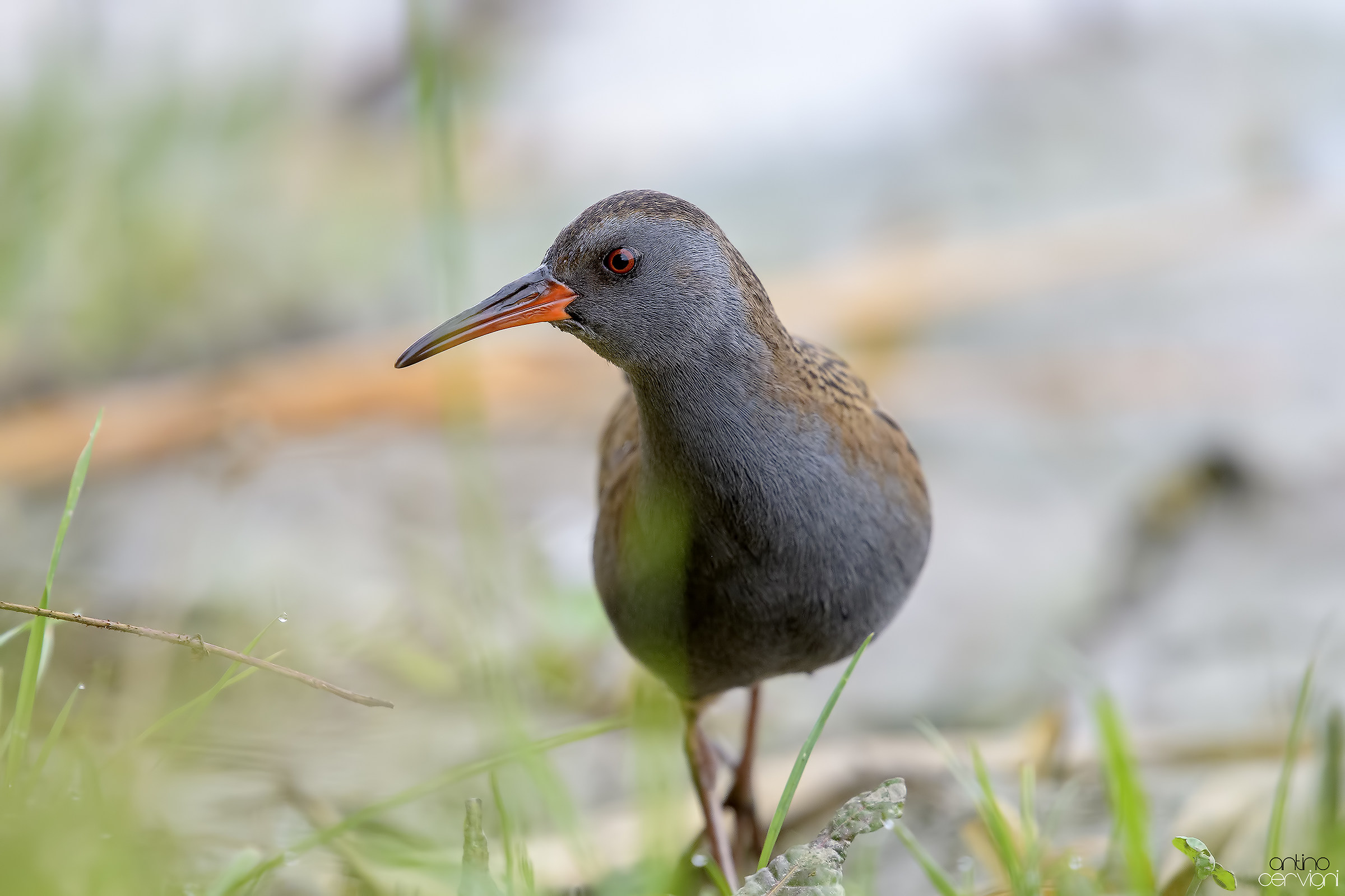 Water Rail