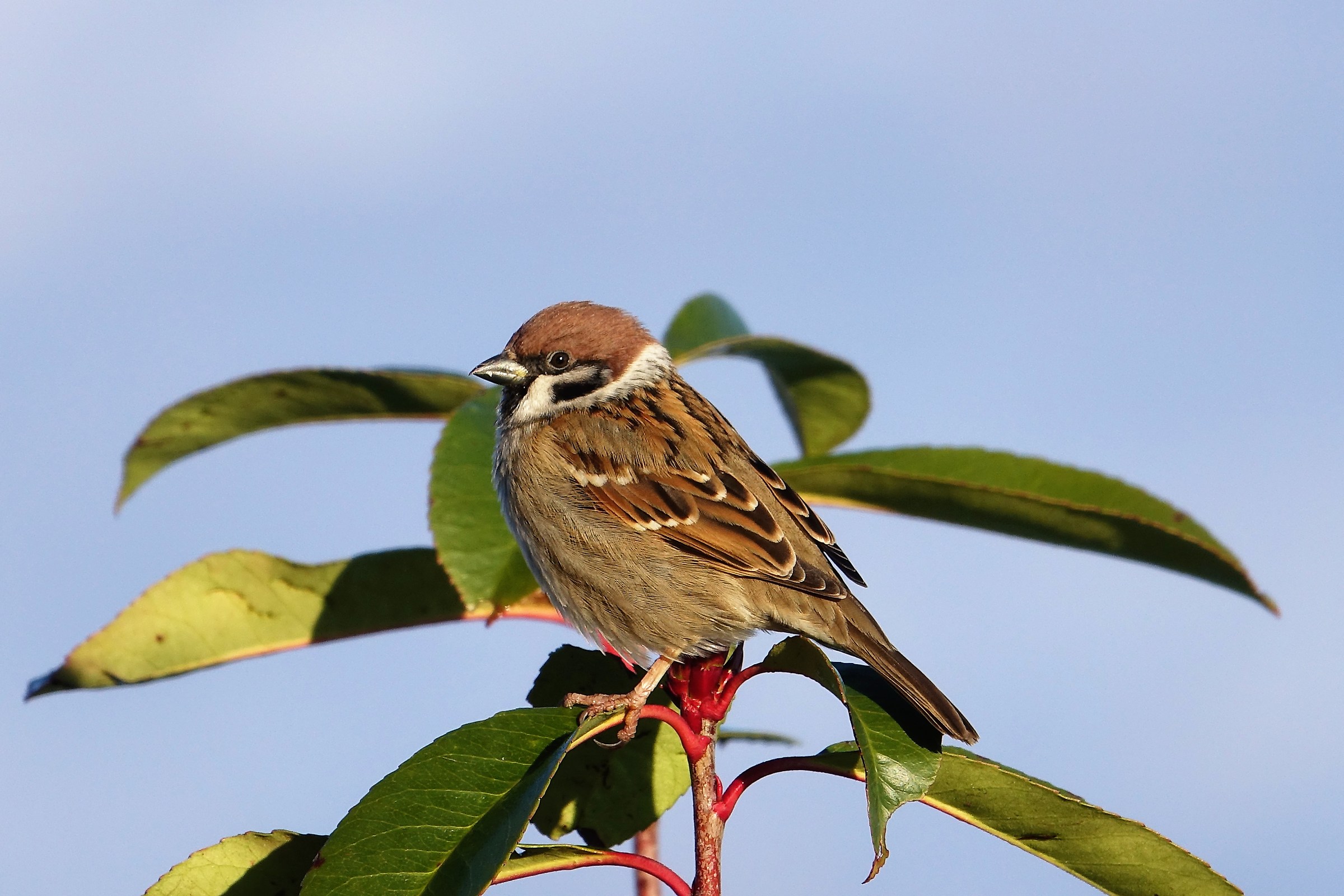 tree sparrow