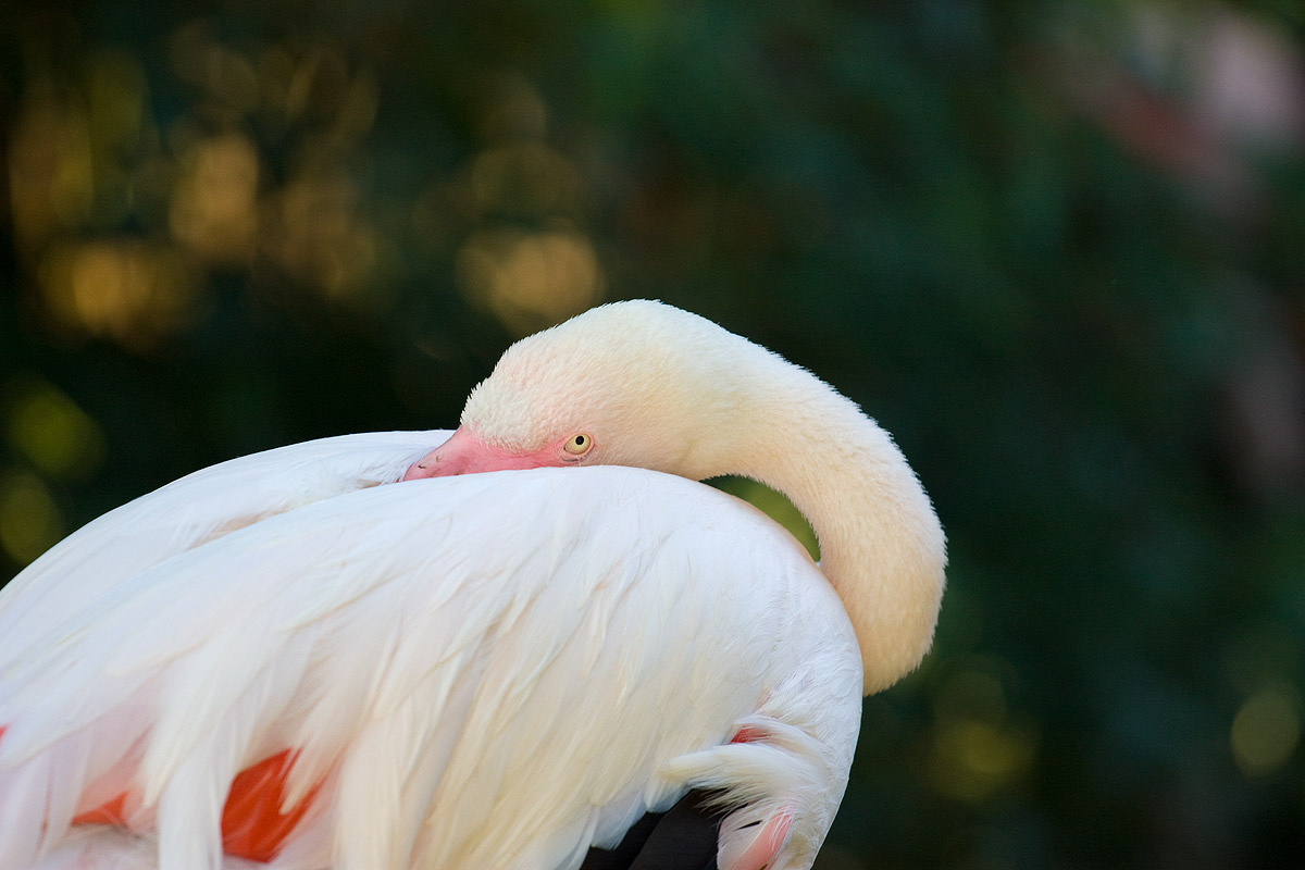 Pink flamingo