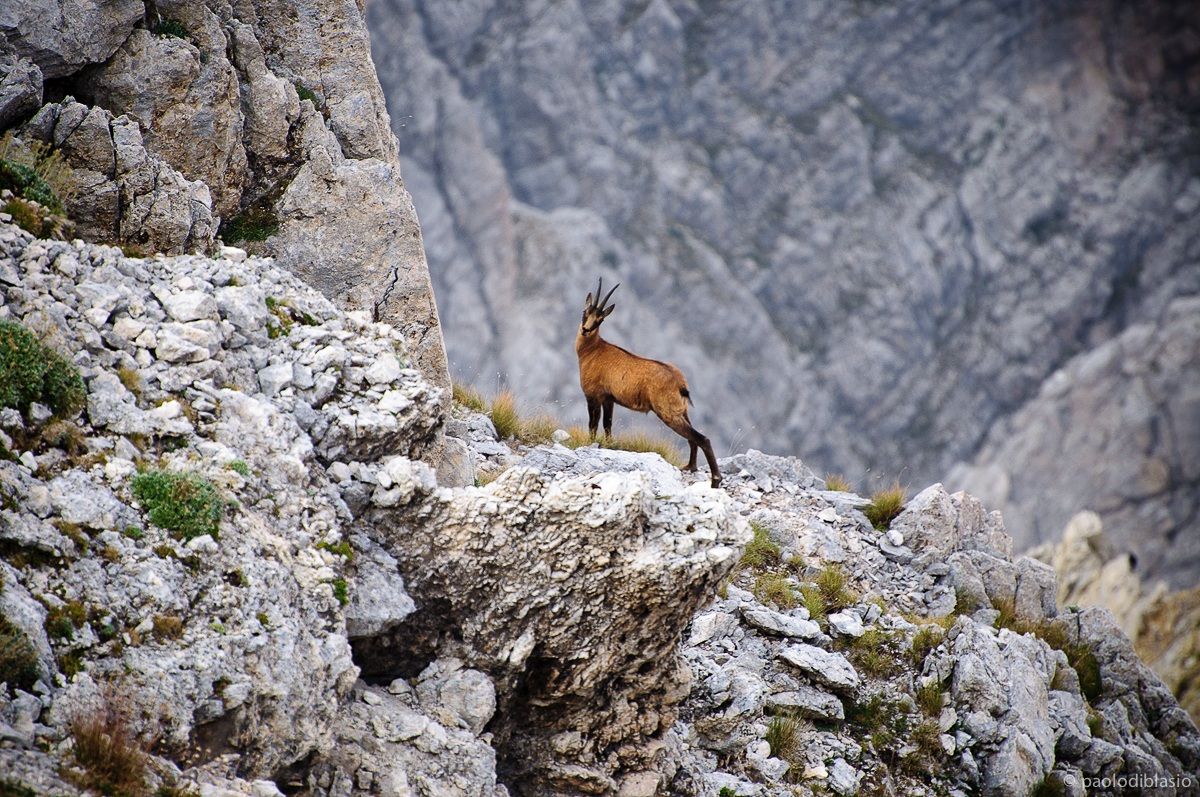 Abruzzo chamois