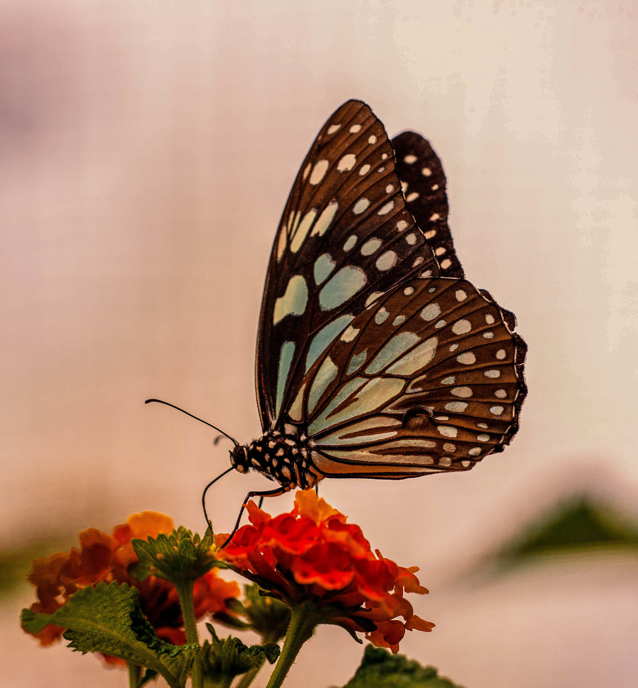 La libertà non ha piedi ma ali